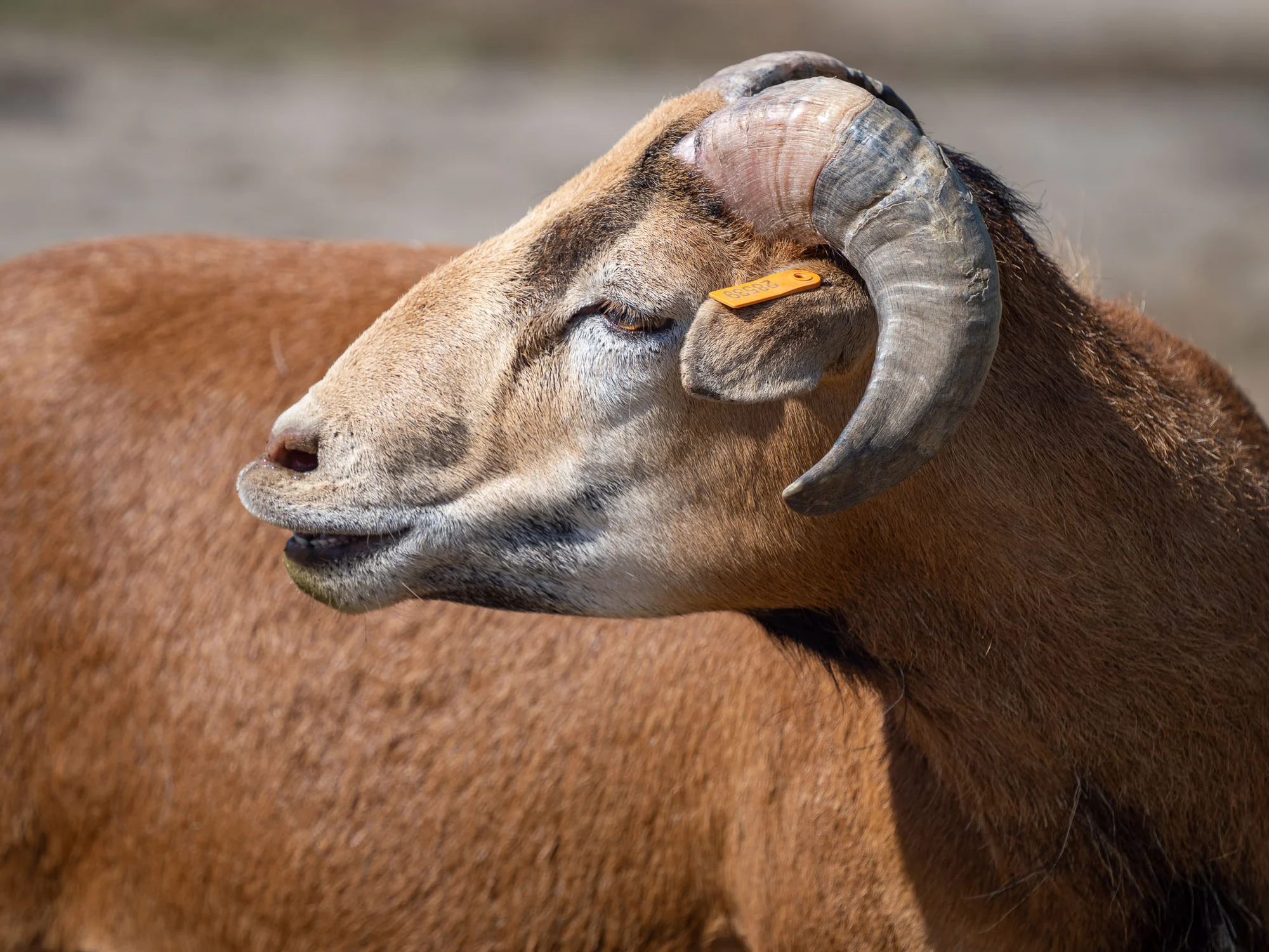 Celodenní vstup do Farmaparku včetně všech atrakcí a kyblík krmení nebo plyšák