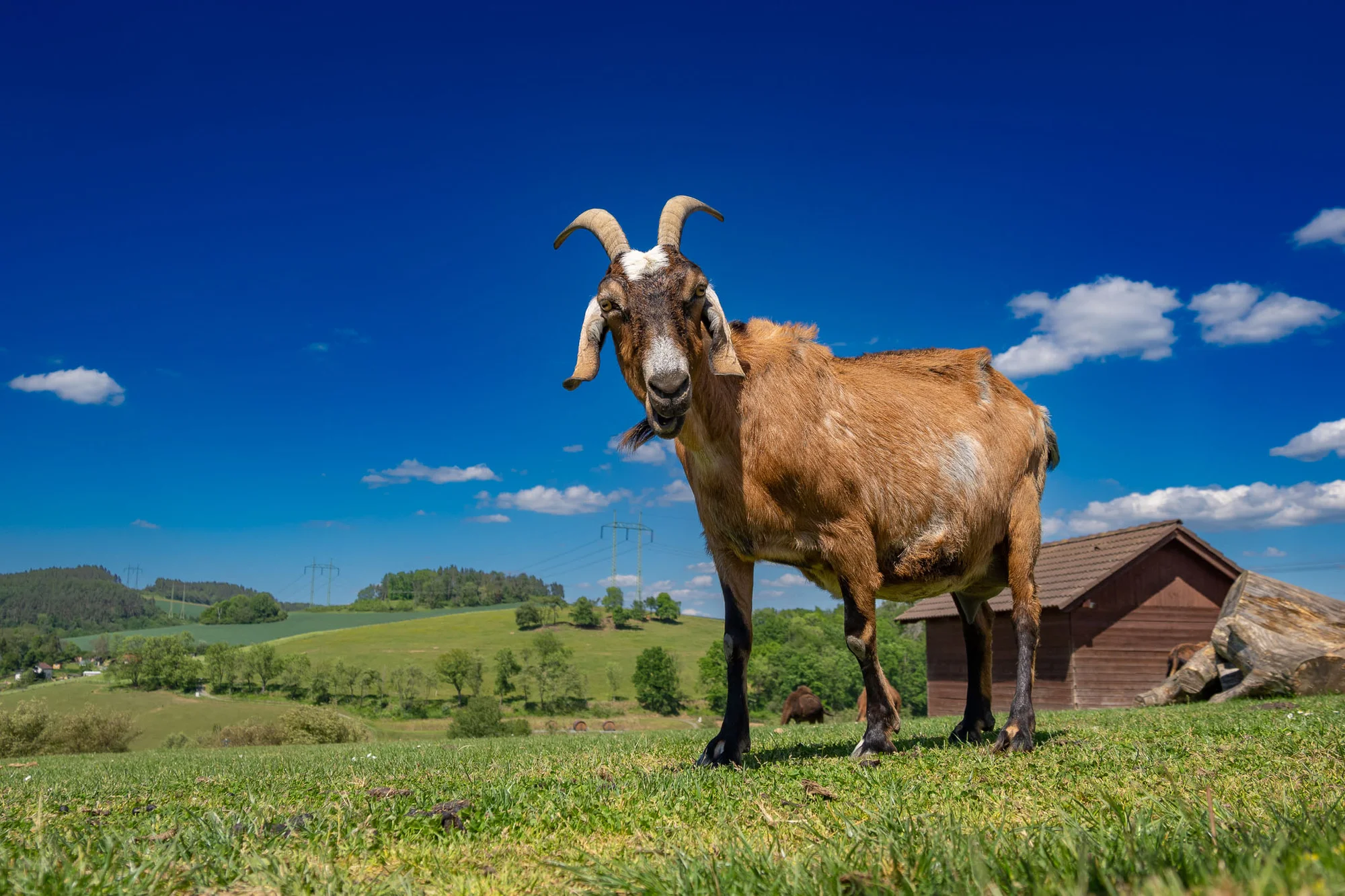 Celodenní vstup do Farmaparku včetně všech atrakcí a kyblík krmení nebo plyšák