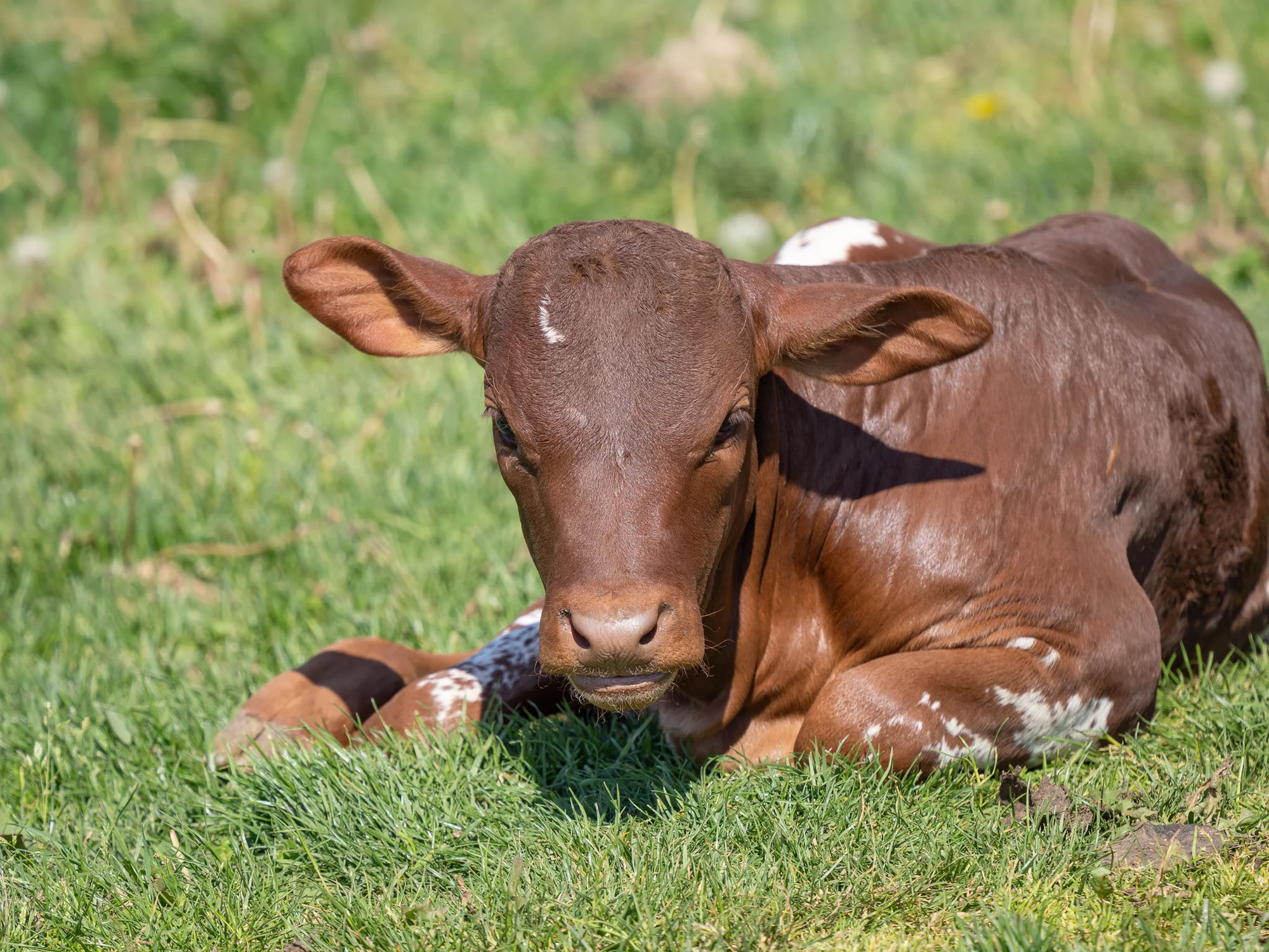 Celodenní vstup do Farmaparku včetně všech atrakcí a kyblík krmení nebo plyšák