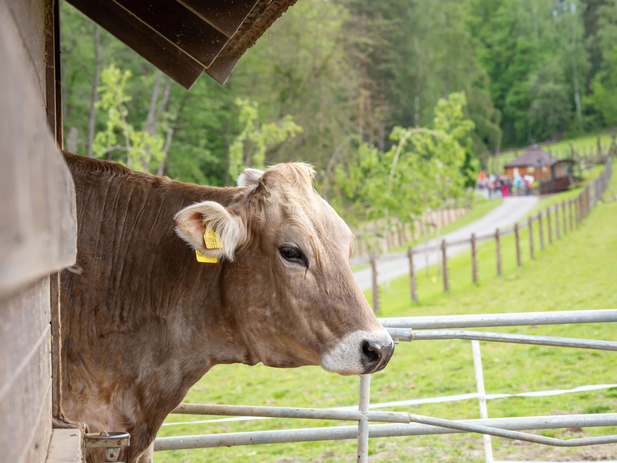 Celodenní vstup do Farmaparku včetně všech atrakcí a kyblík krmení nebo plyšák