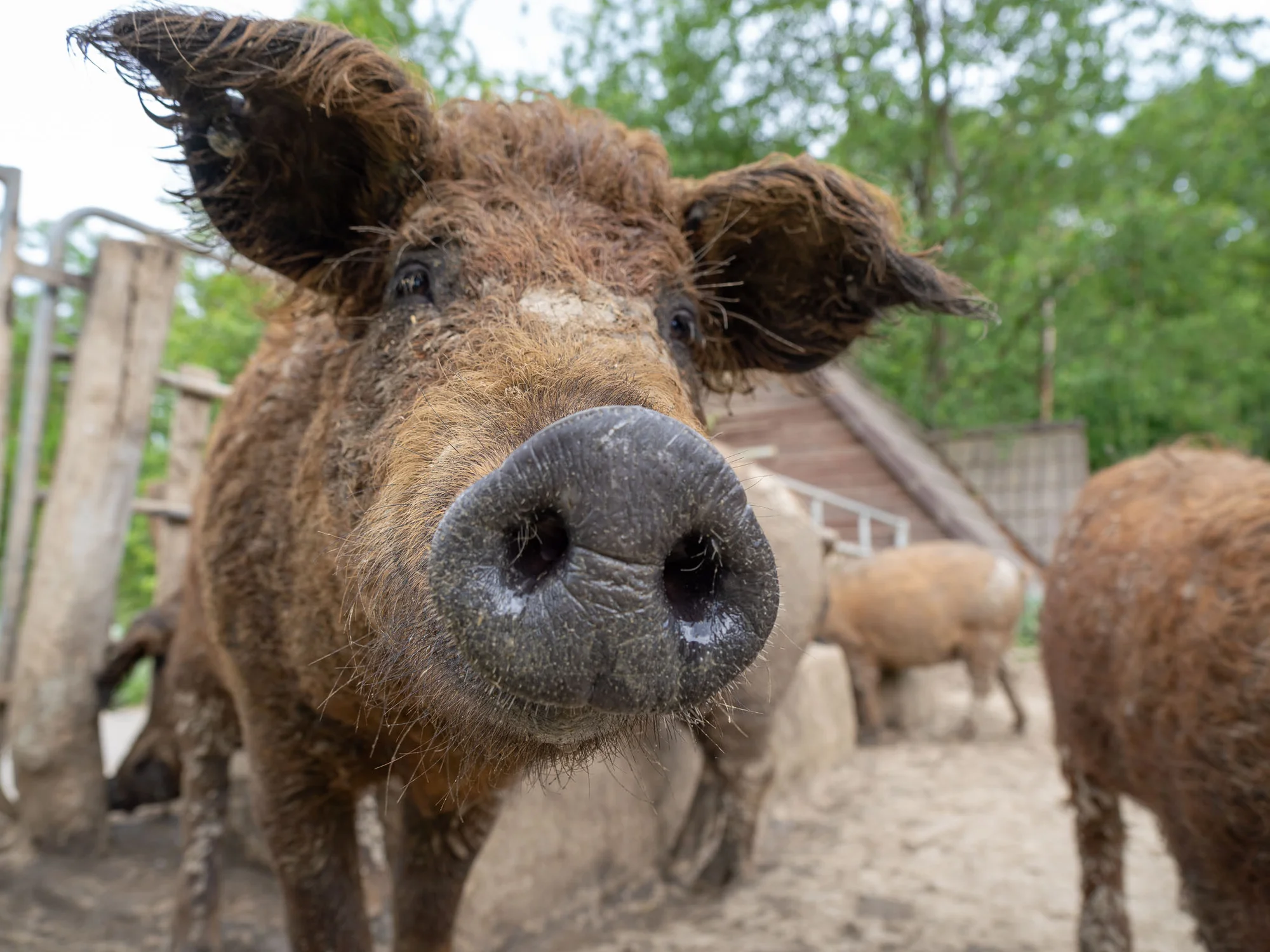Celodenní vstup do Farmaparku včetně všech atrakcí a kyblík krmení nebo plyšák