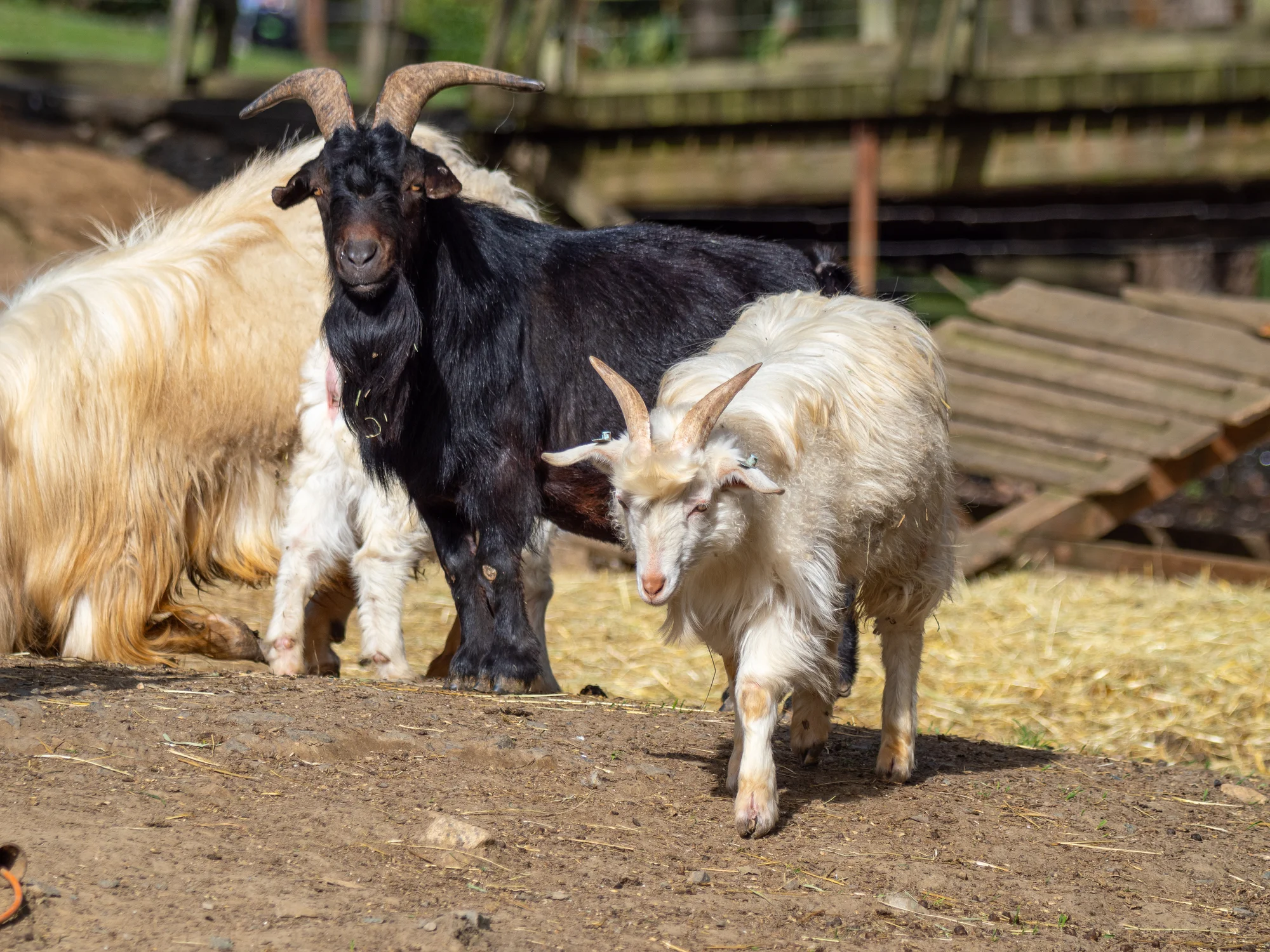 Celodenní vstup do Farmaparku včetně všech atrakcí a kyblík krmení nebo plyšák
