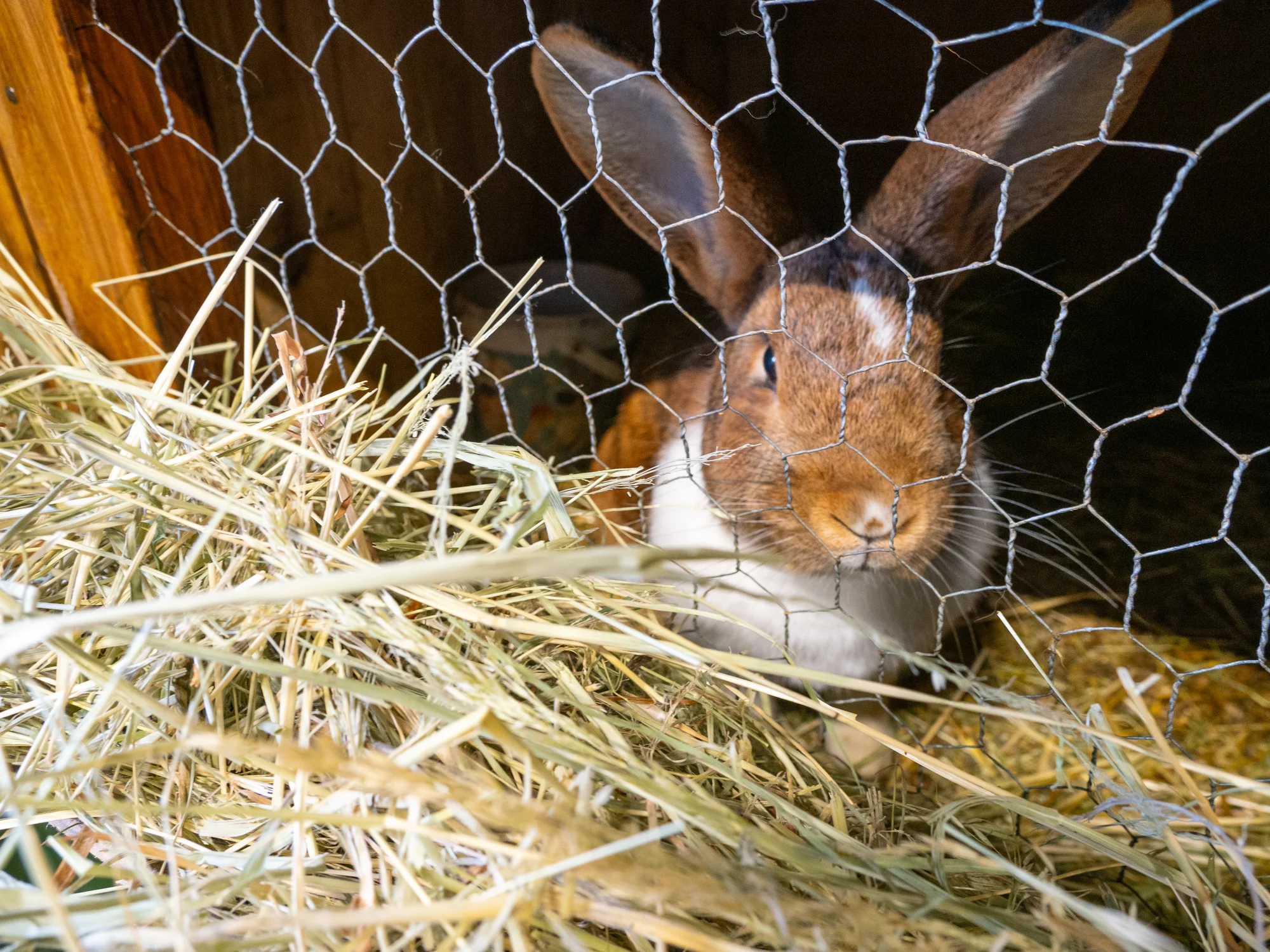 Celodenní vstup do Farmaparku včetně všech atrakcí a kyblík krmení nebo plyšák