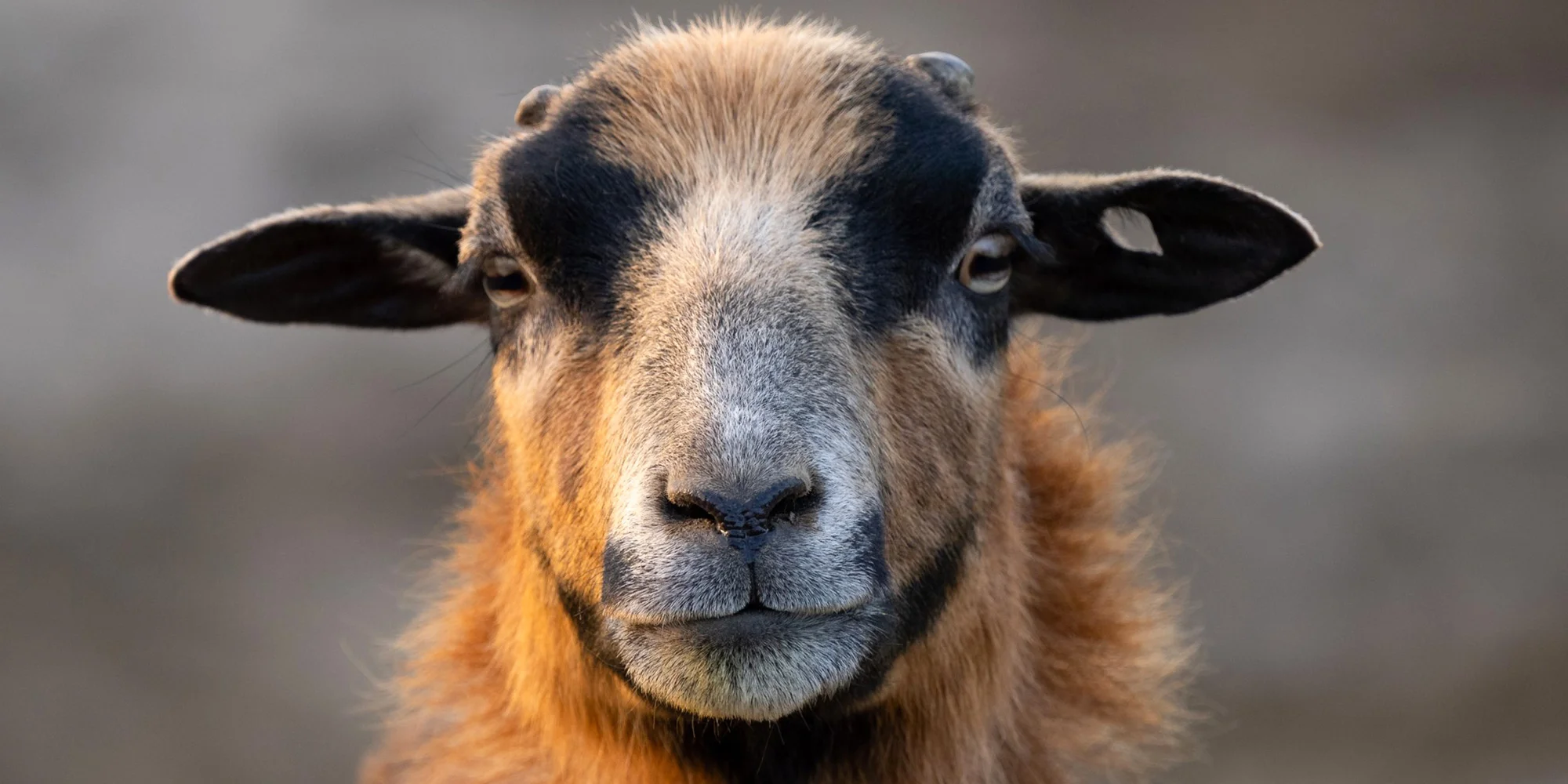 Celodenní vstup do Farmaparku včetně všech atrakcí a kyblík krmení nebo plyšák