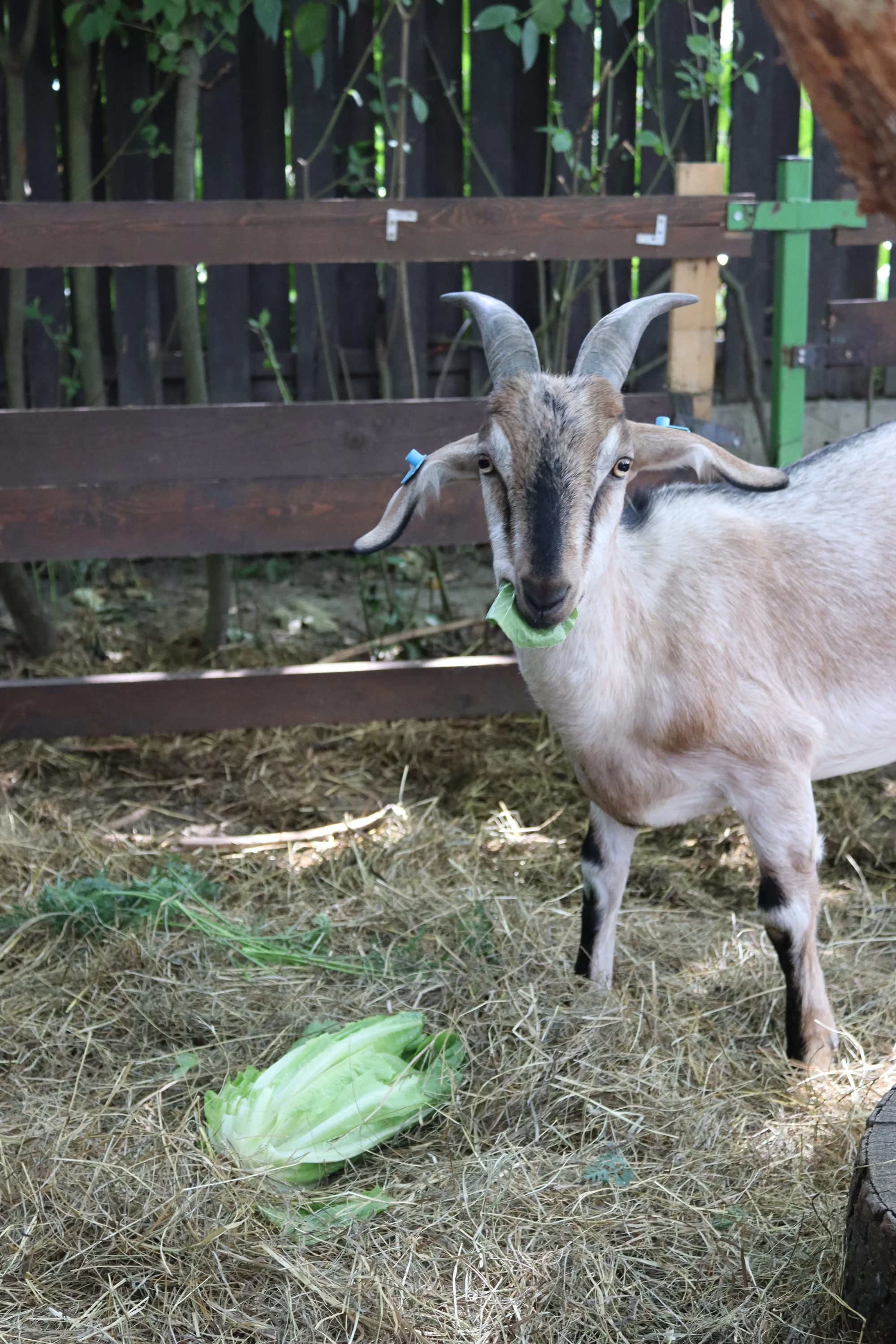 Prohlídka farmy s povídáním a krmením zvířátek až pro 4 děti i adopce sovy, kuřete či králíka