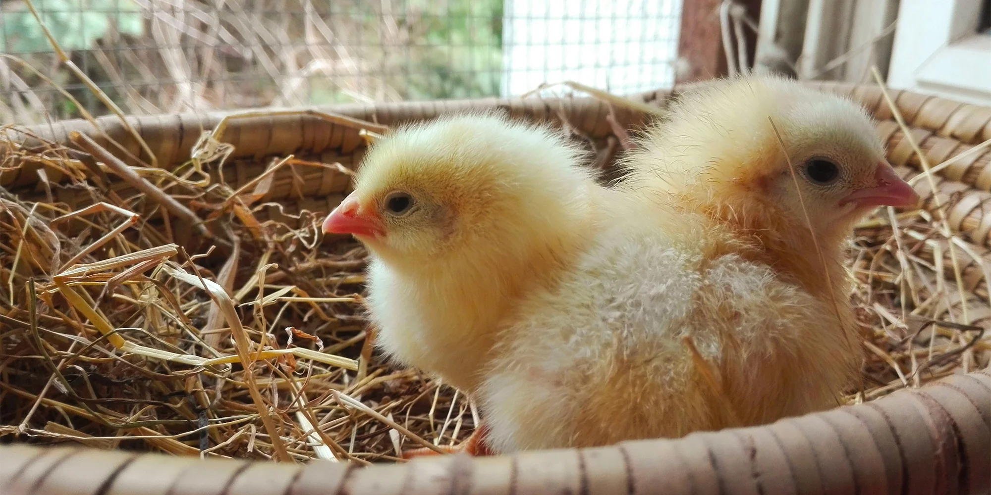 Prohlídka farmy s povídáním a krmením zvířátek až pro 4 děti i adopce sovy, kuřete či králíka