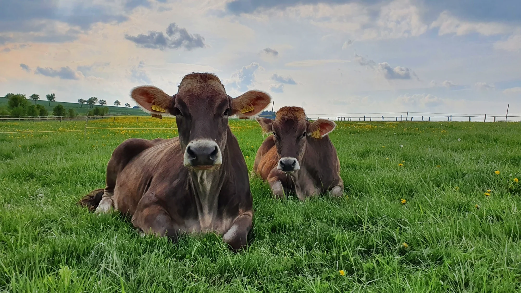 Útulné apartmány na farmě v Posázaví s výhledem na pastviny, vlastní sýrárna i bistro