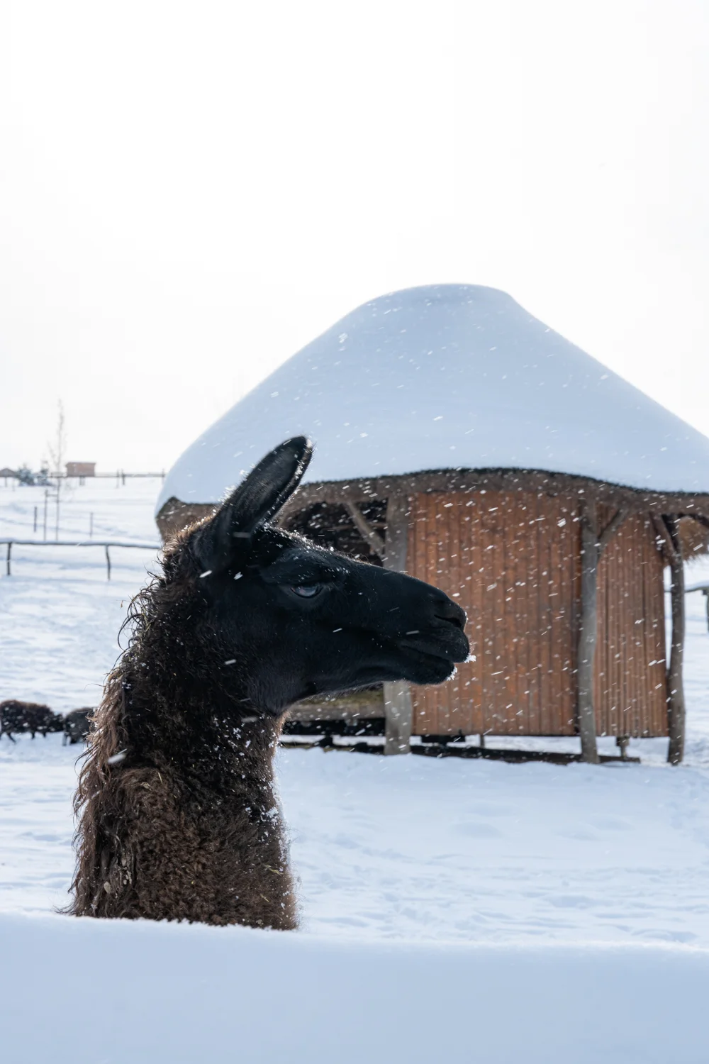 Zimní vstupenky do Farmaparku Soběhrdy pro jednotlivce i rodiny