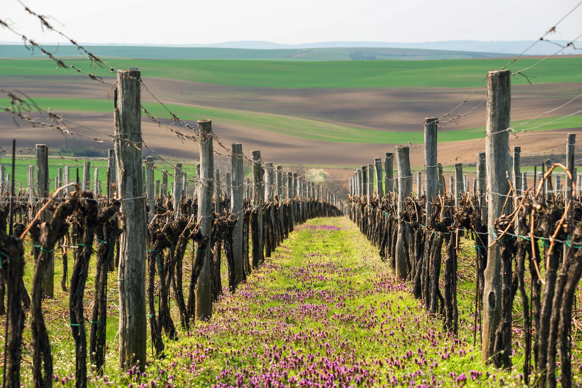 Relax mezi vinicemi: wellness pobyt v Pavlově přímo pod Děvičkami, snídaně nebo polopenze