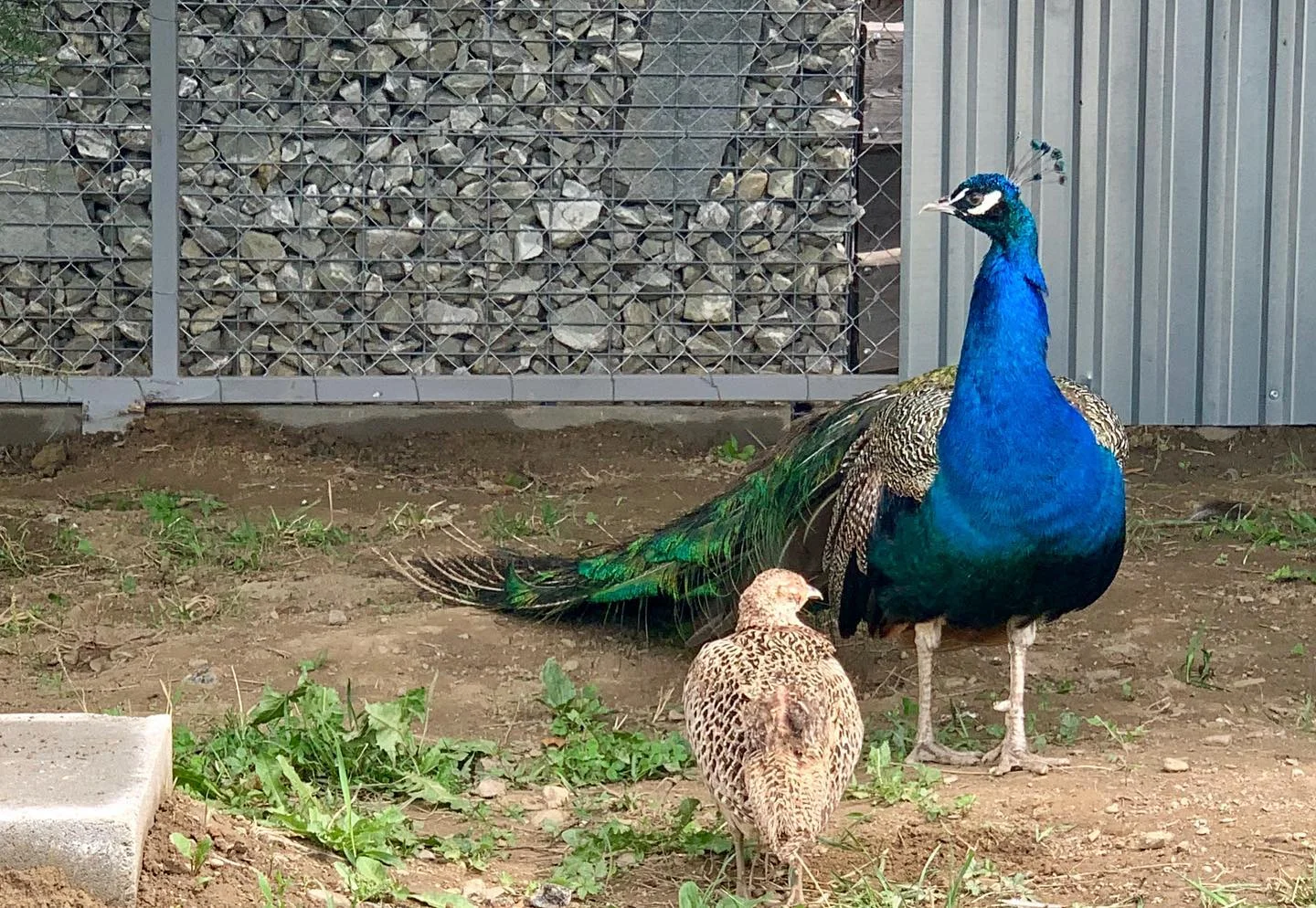 Srubové chatky na Oravě pro pár i rodinu: polopenze, wellness a mini zoo