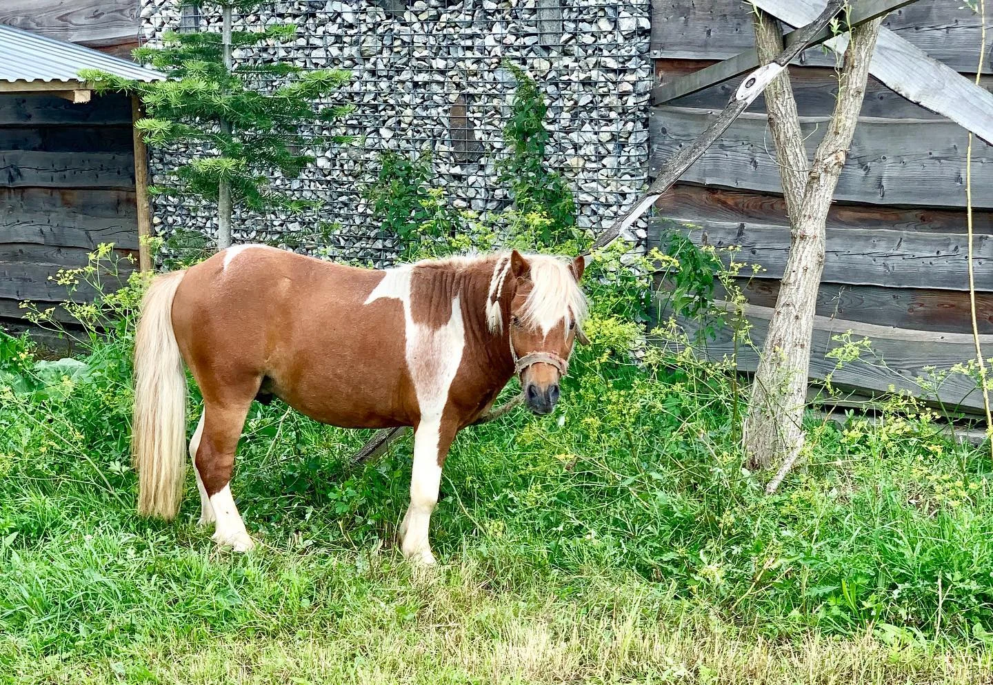 Srubové chatky na Oravě pro pár i rodinu: polopenze, wellness a mini zoo