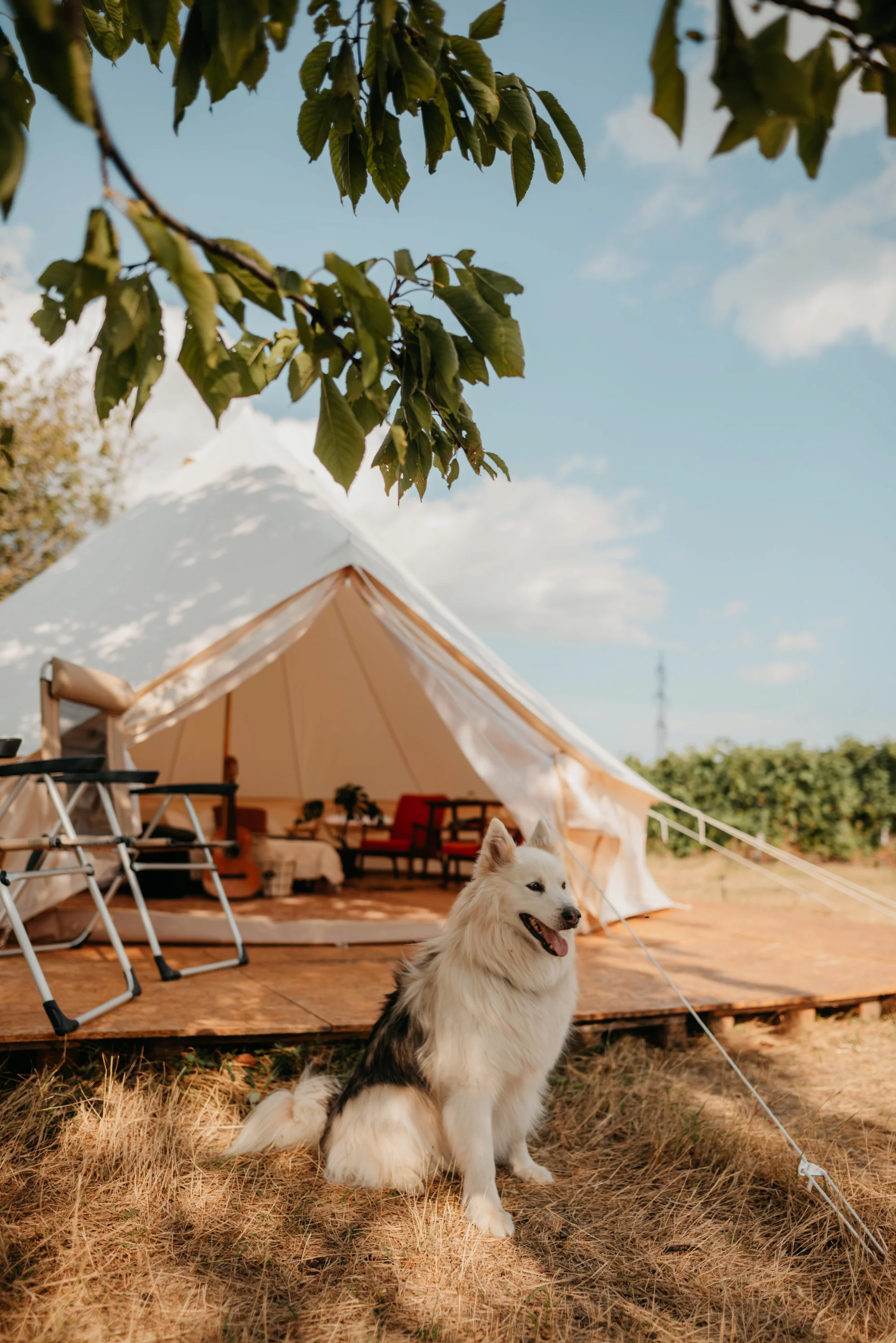Glamping ve Velkých Pavlovicích přímo u vinice s výhledem na Pálavu