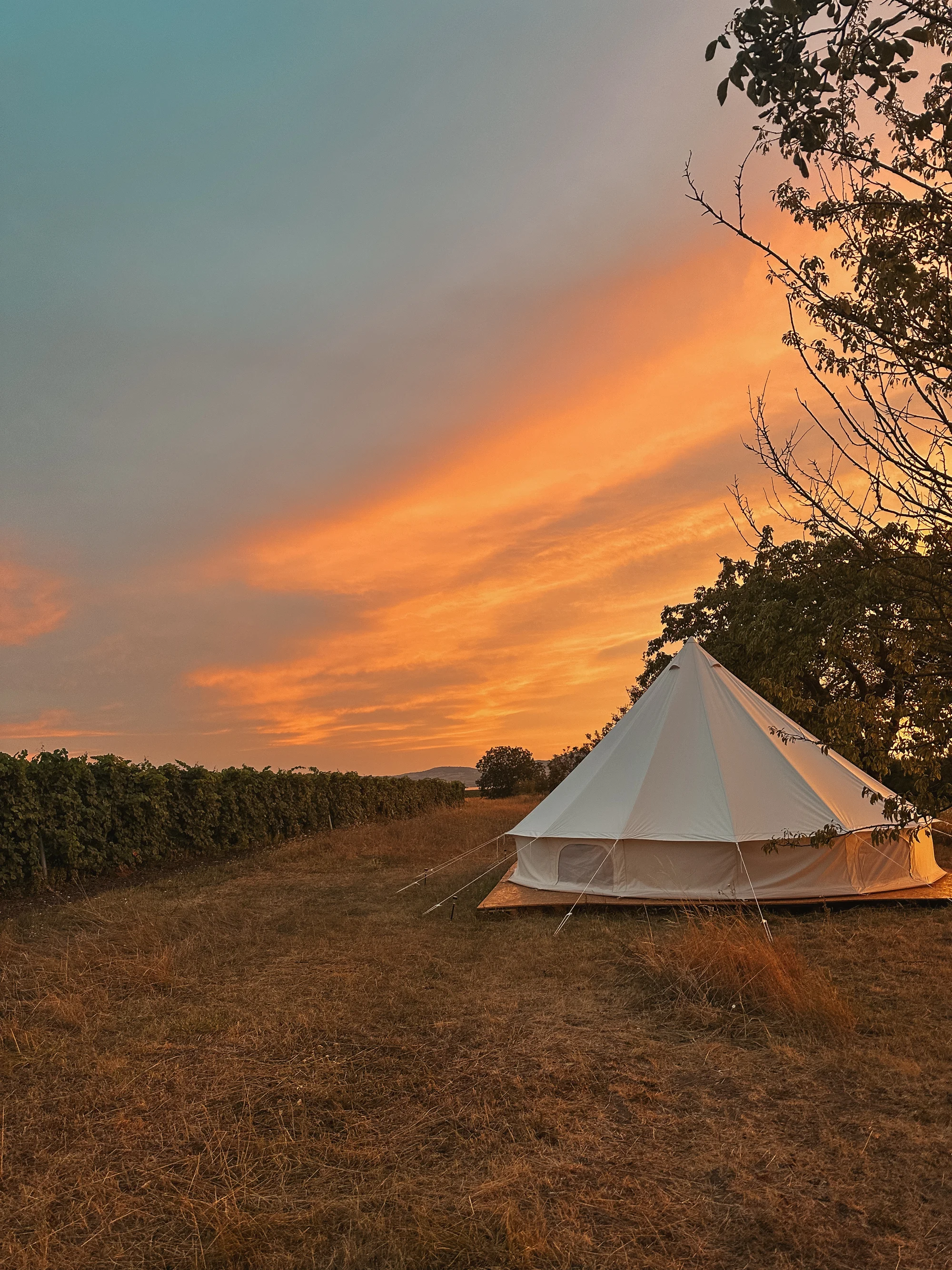 Glamping ve Velkých Pavlovicích přímo u vinice s výhledem na Pálavu