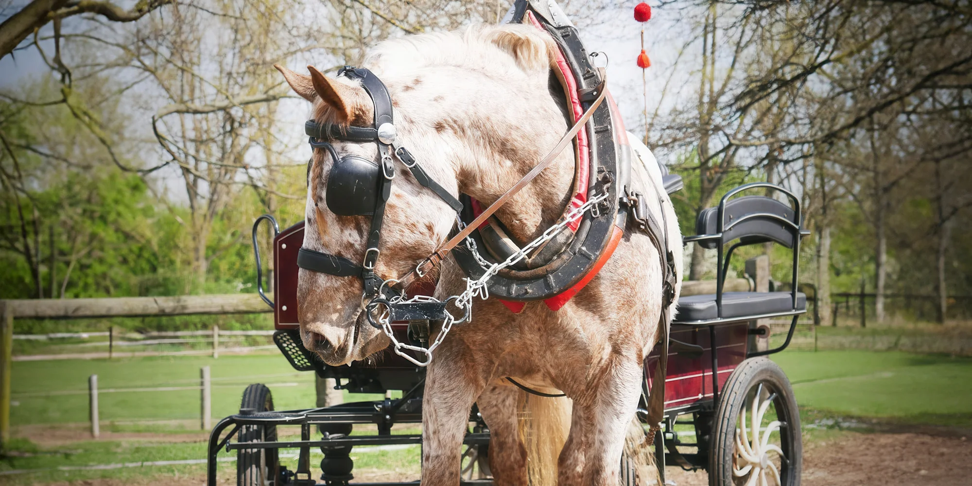 Horse Farm Lechovice: hodinová romantická projížďka v kočáře pro partu až 5 osob