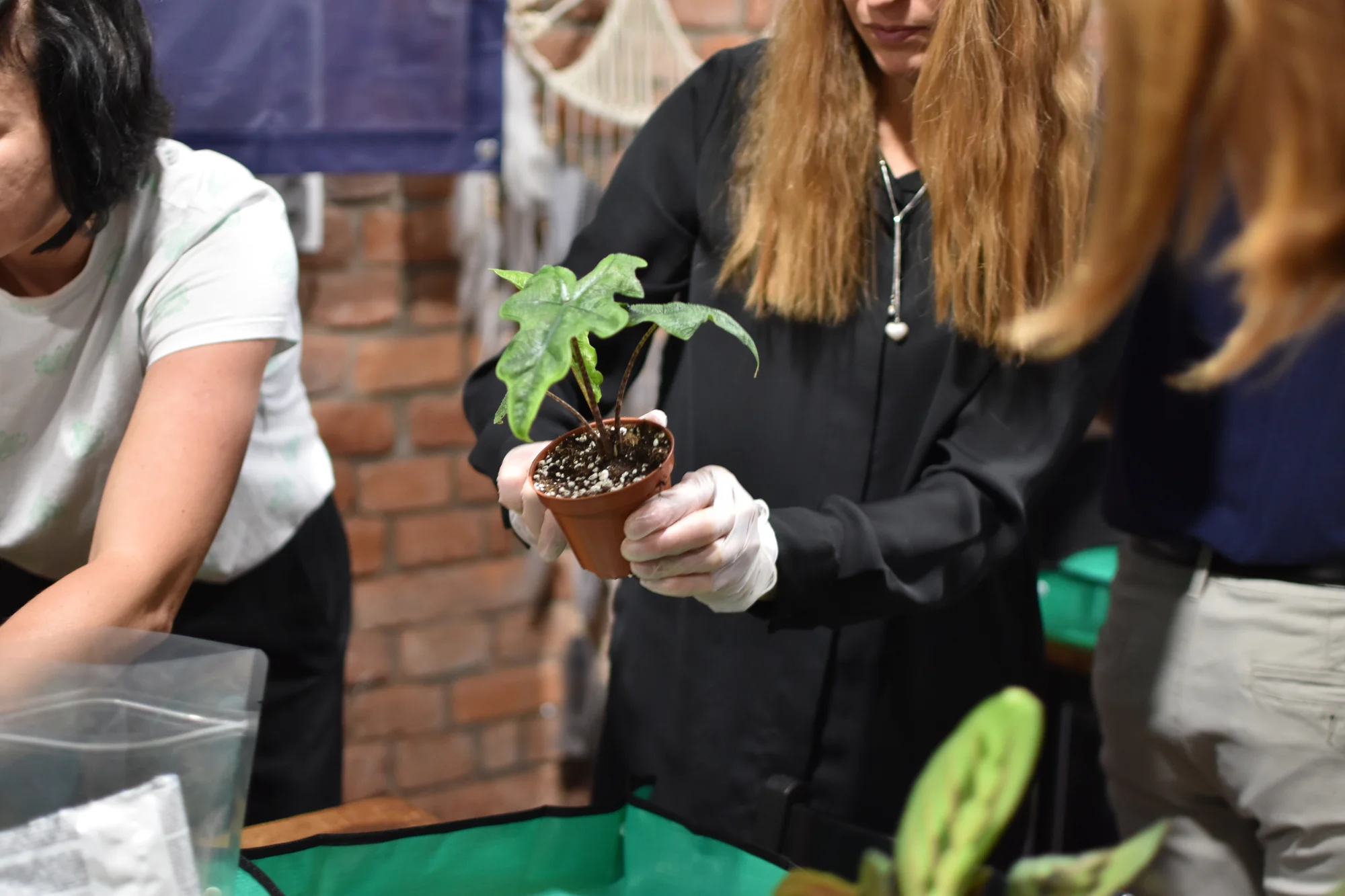 Dárek pro milovníky zeleně: floristika pro začátečníky, výroba kokedamy nebo terária