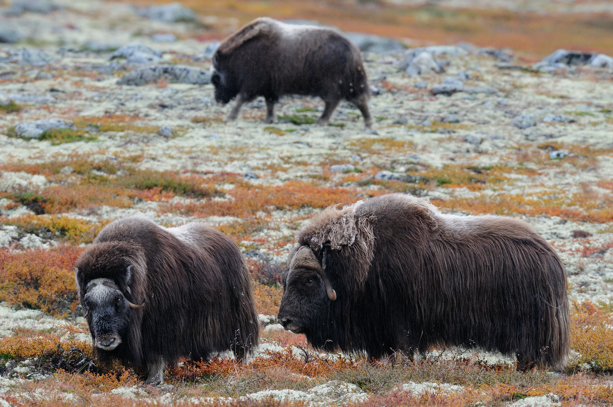 Do Norska za přírodou a papuchalky: kempování ve vlastním stanu nebo chatce, doprava busem