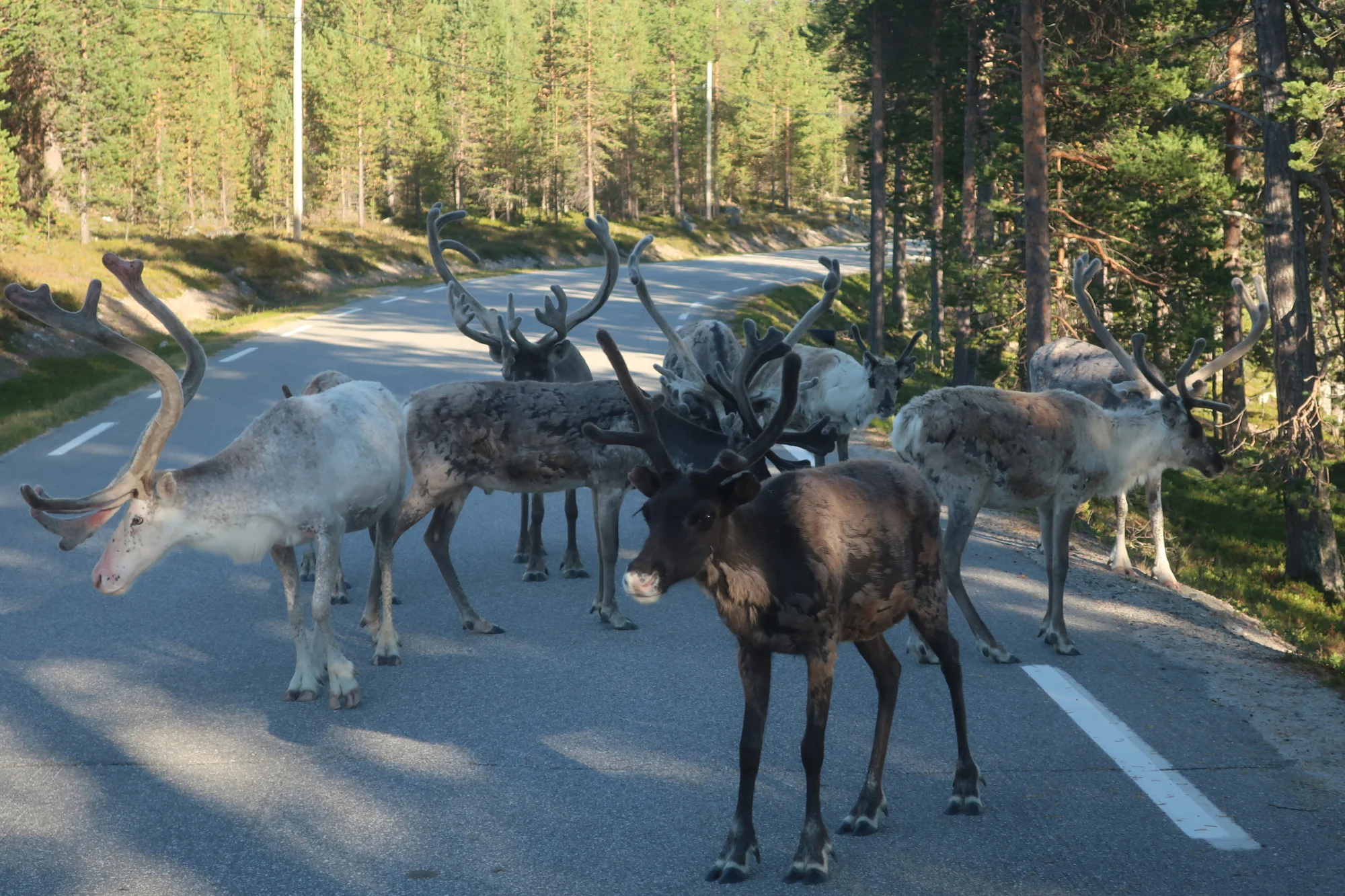 Do Norska za přírodou a papuchalky: kempování ve vlastním stanu nebo chatce, doprava busem