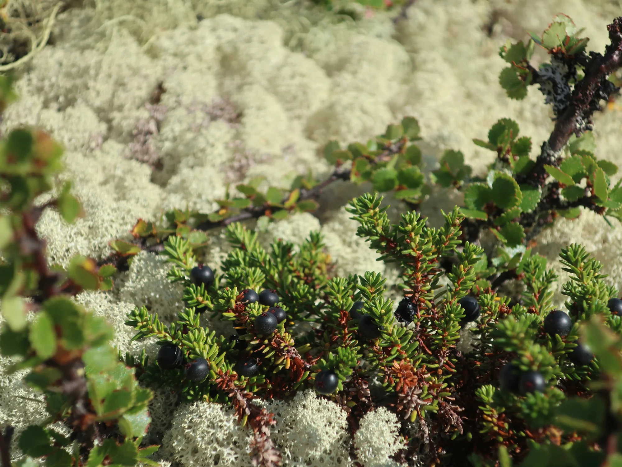 Do Norska za přírodou a papuchalky: kempování ve vlastním stanu nebo chatce, doprava busem
