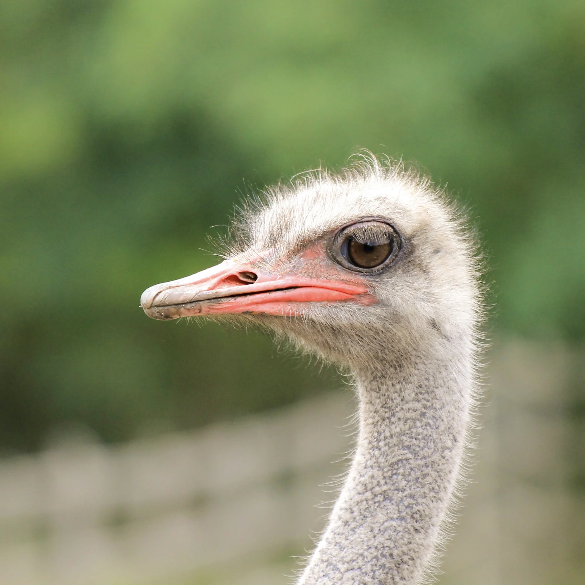Komentovaná prohlídka pštrosí farmy, mazlení se zvířátky, krmení i procházka