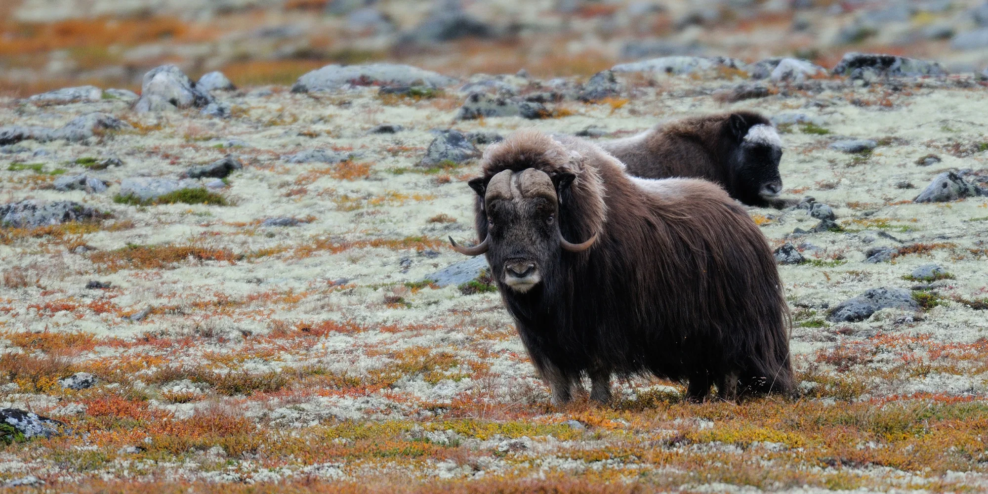 Do Norska za přírodou a papuchalky: kempování ve vlastním stanu nebo chatce, doprava busem