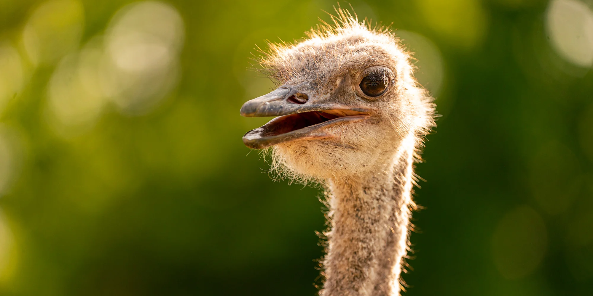 Prohlídka pštrosí farmy i procházka se zvířaty