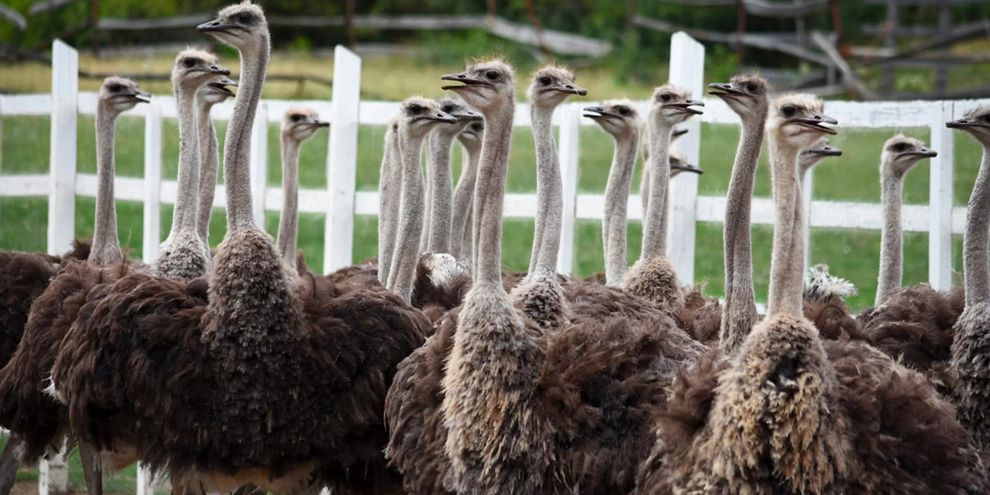 Komentovaná prohlídka pštrosí farmy, mazlení se zvířátky, krmení i procházka