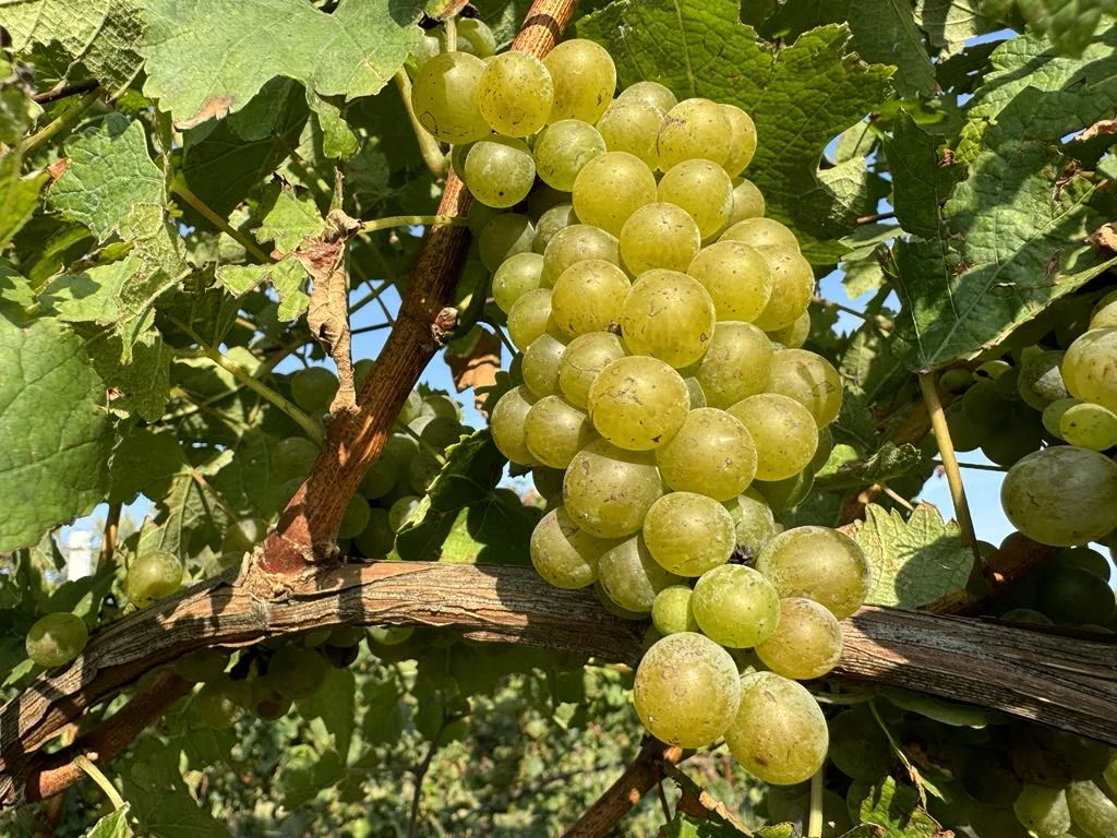 Adoptujte si vinohrad: na 1 rok vlastníkem kousku vinice, až 36 lahví vína