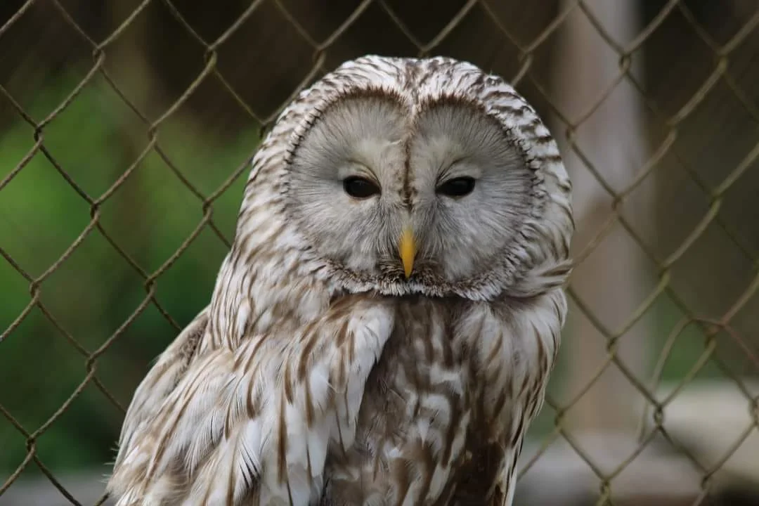 Vstup do Farmaparku Dobřany pro děti i dospělé: přes 260 zvířat