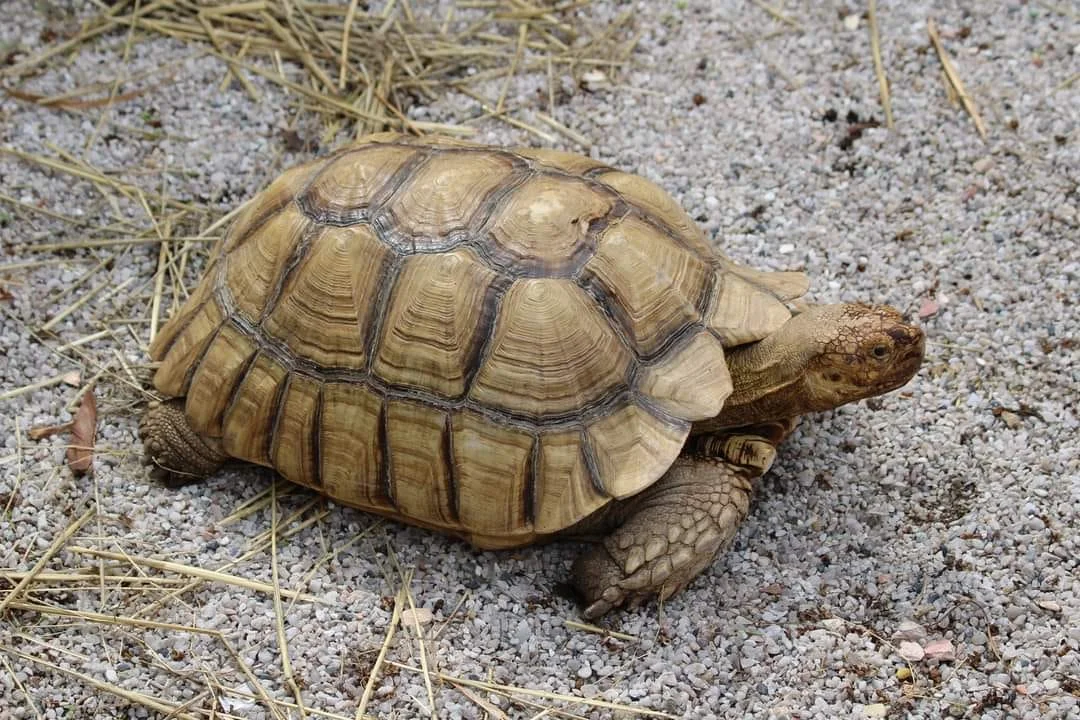 VIP prohlídka i zážitek na den ošetřovatelem ve Farmaparku Dobřany