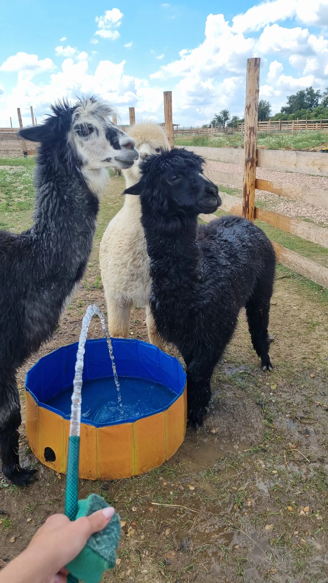 VIP prohlídka i zážitek na den ošetřovatelem ve Farmaparku Dobřany