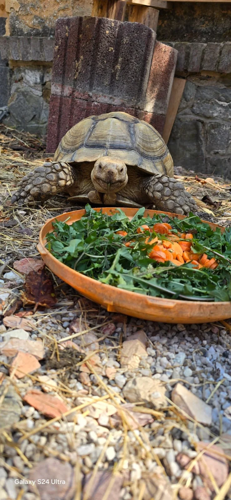 VIP prohlídka i zážitek na den ošetřovatelem ve Farmaparku Dobřany