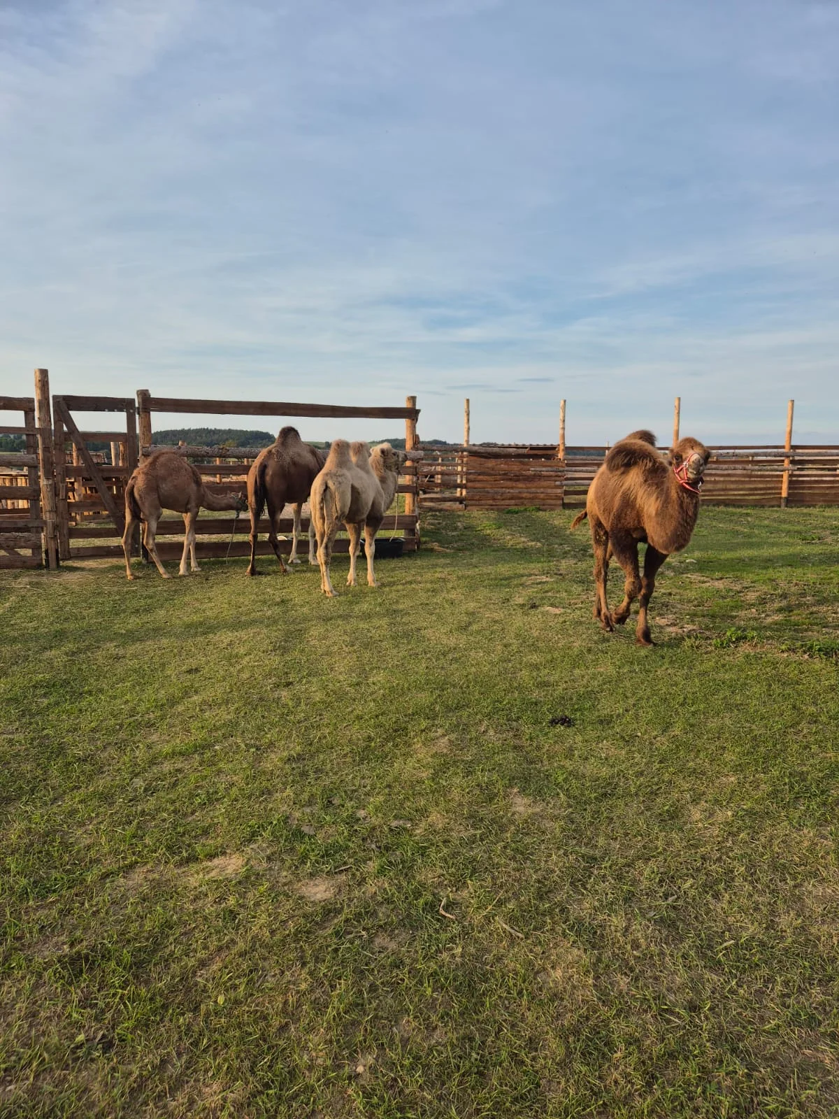 VIP prohlídka i zážitek na den ošetřovatelem ve Farmaparku Dobřany