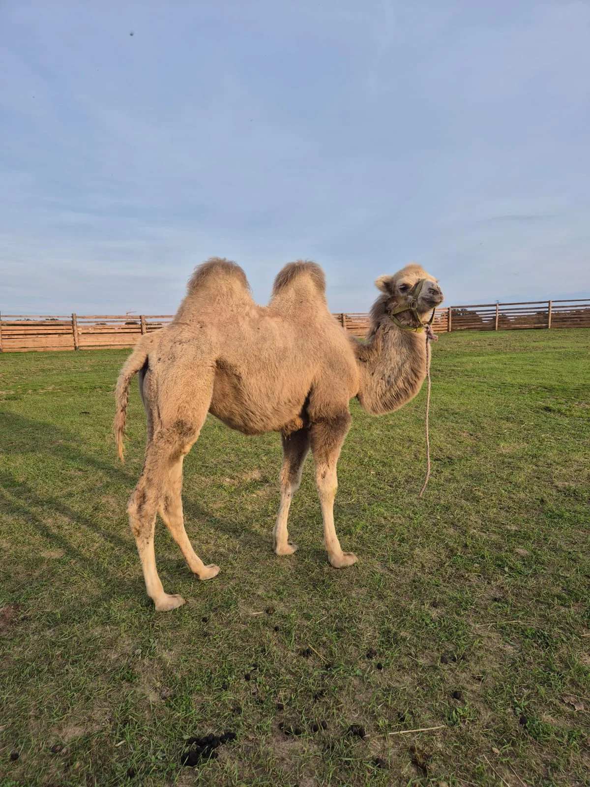 VIP prohlídka i zážitek na den ošetřovatelem ve Farmaparku Dobřany