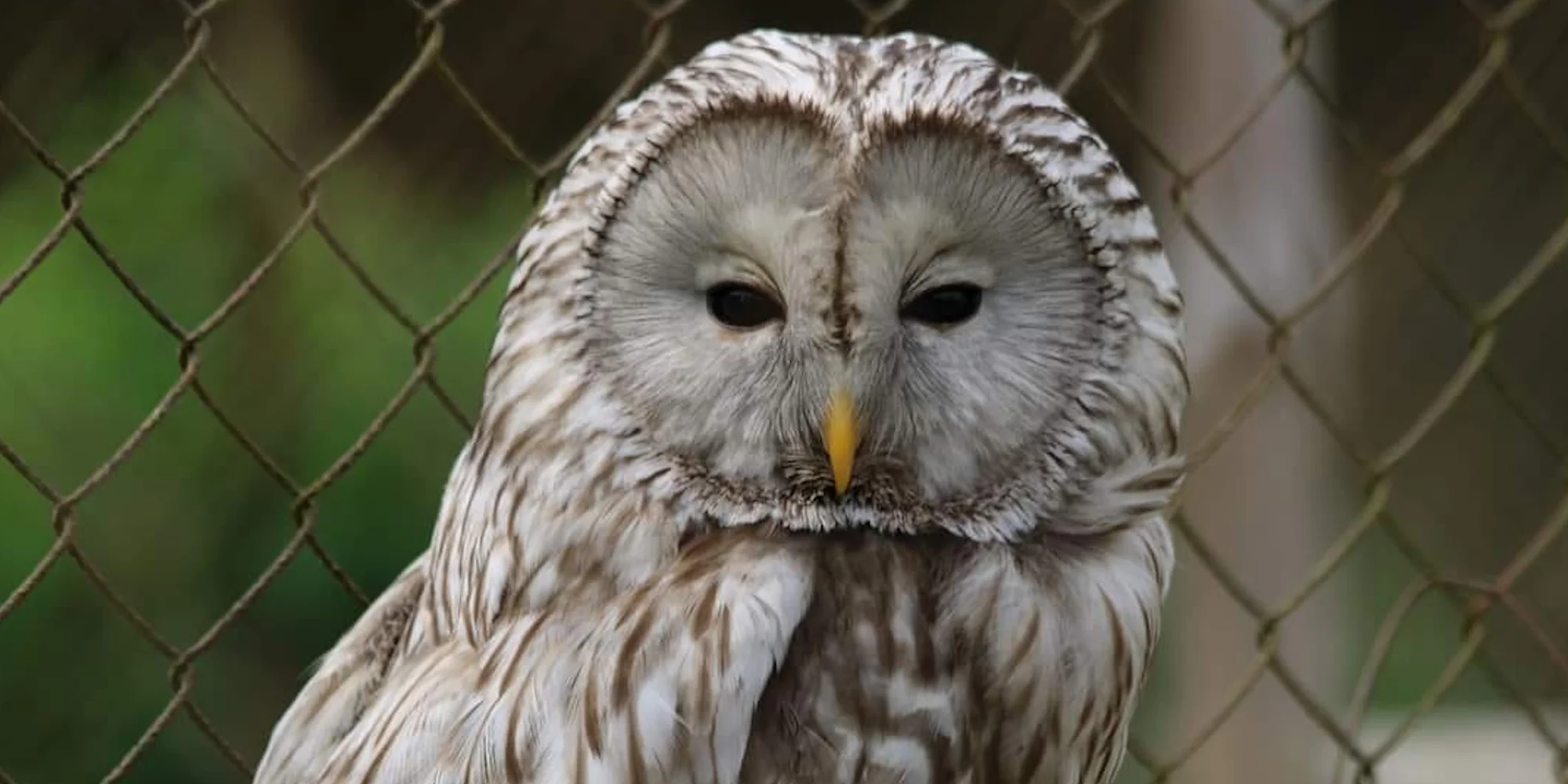 VIP prohlídka i zážitek na den ošetřovatelem ve Farmaparku Dobřany