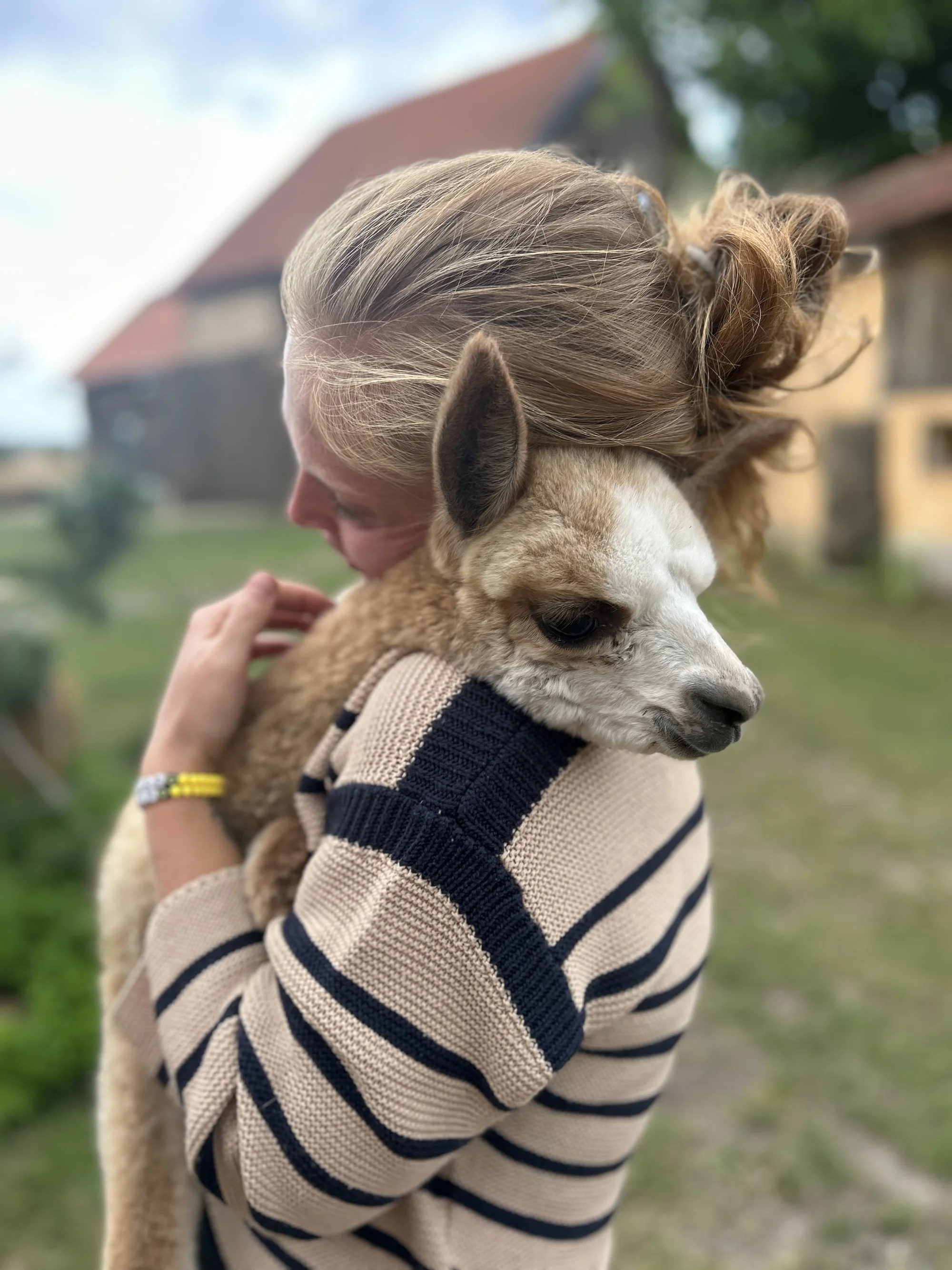 Půjčte si alpaku jen pro sebe a vyrazte na procházku bez doprovodu průvodce
