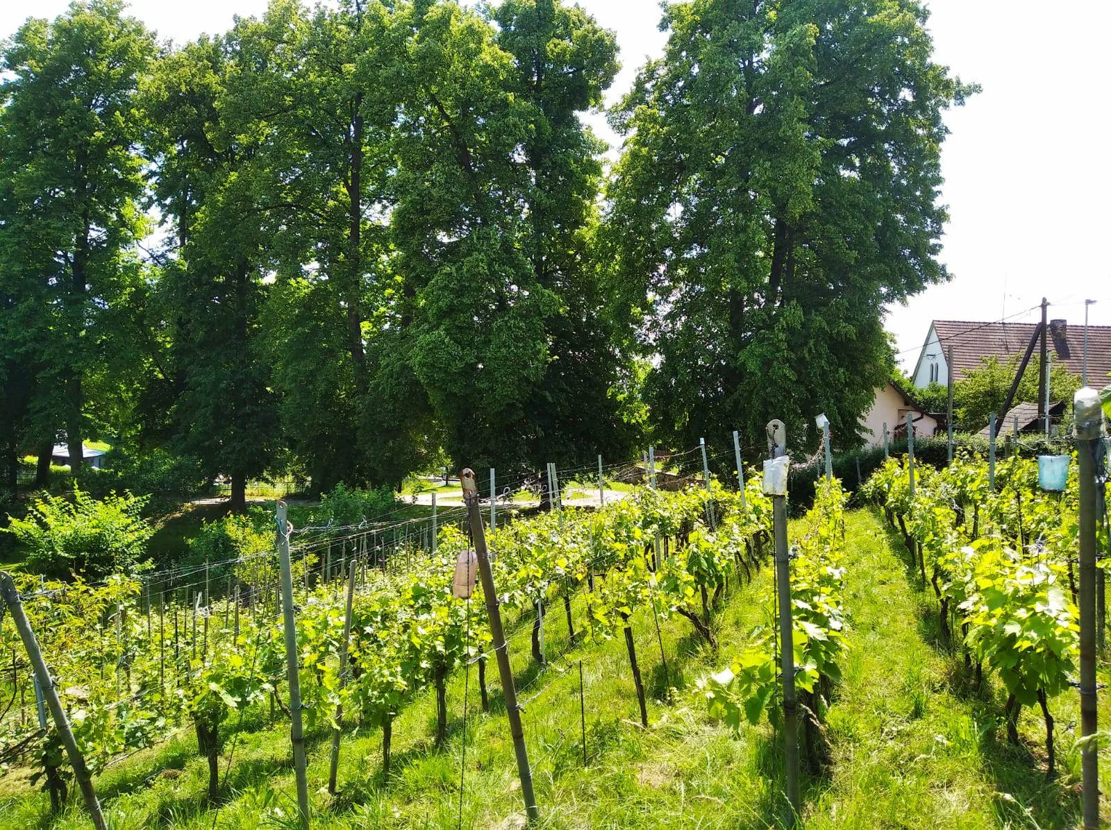 Řízená degustace vín ve Vinařství Kocián: objevte jedinečné chutě Kutné Hory