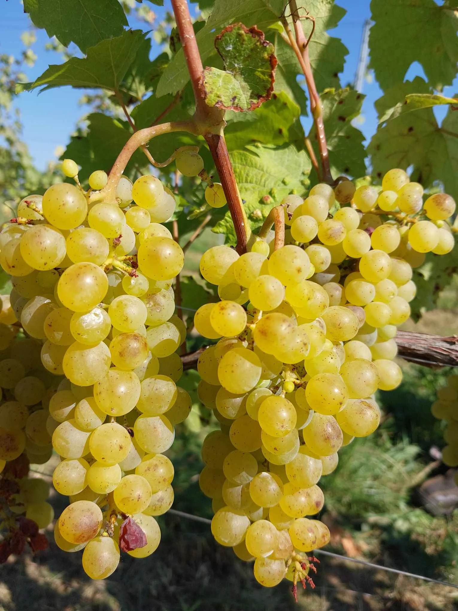 Řízená degustace vín ve Vinařství Kocián: objevte jedinečné chutě Kutné Hory