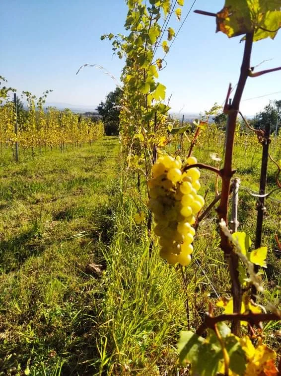 Řízená degustace vín ve Vinařství Kocián: objevte jedinečné chutě Kutné Hory