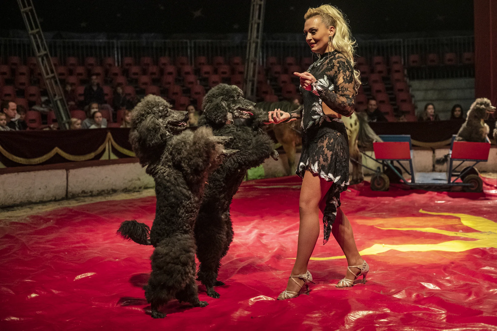 Hurá do Cirkusu Humberto na zbrusu novou show: akrobati, klauni i exotická zvířata v Náchodě