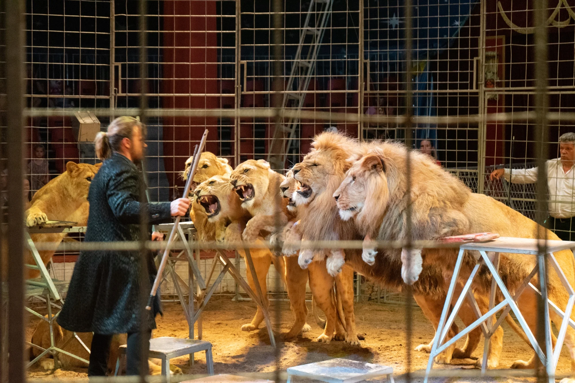 Hurá do Cirkusu Humberto na zbrusu novou show: akrobati, klauni i exotická zvířata v Náchodě