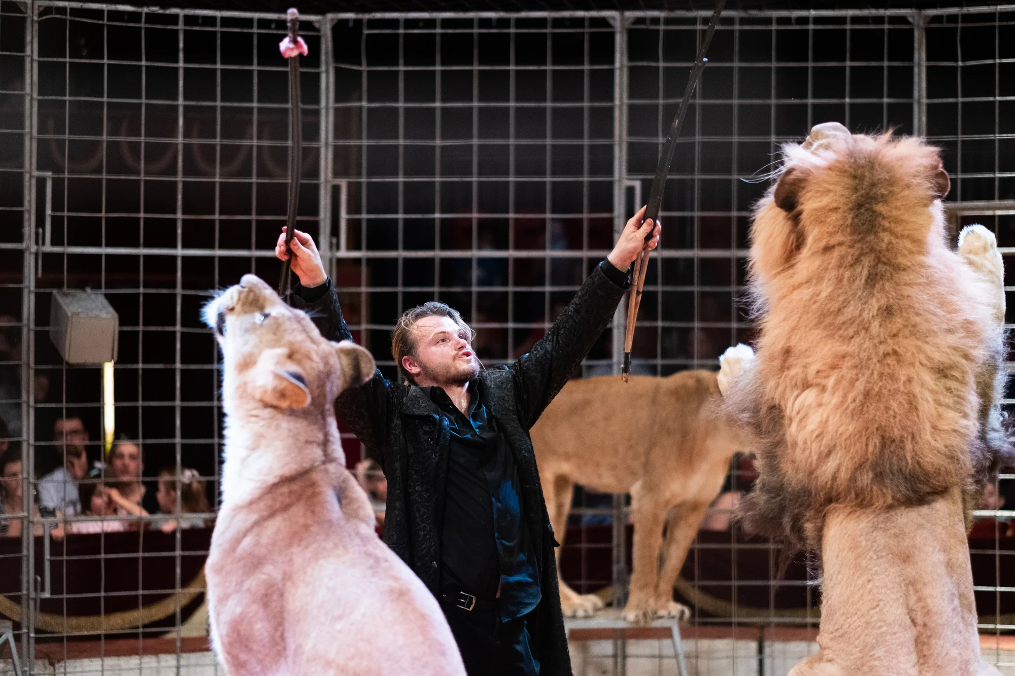Hurá do Cirkusu Humberto na zbrusu novou show: akrobati, klauni i exotická zvířata v Náchodě