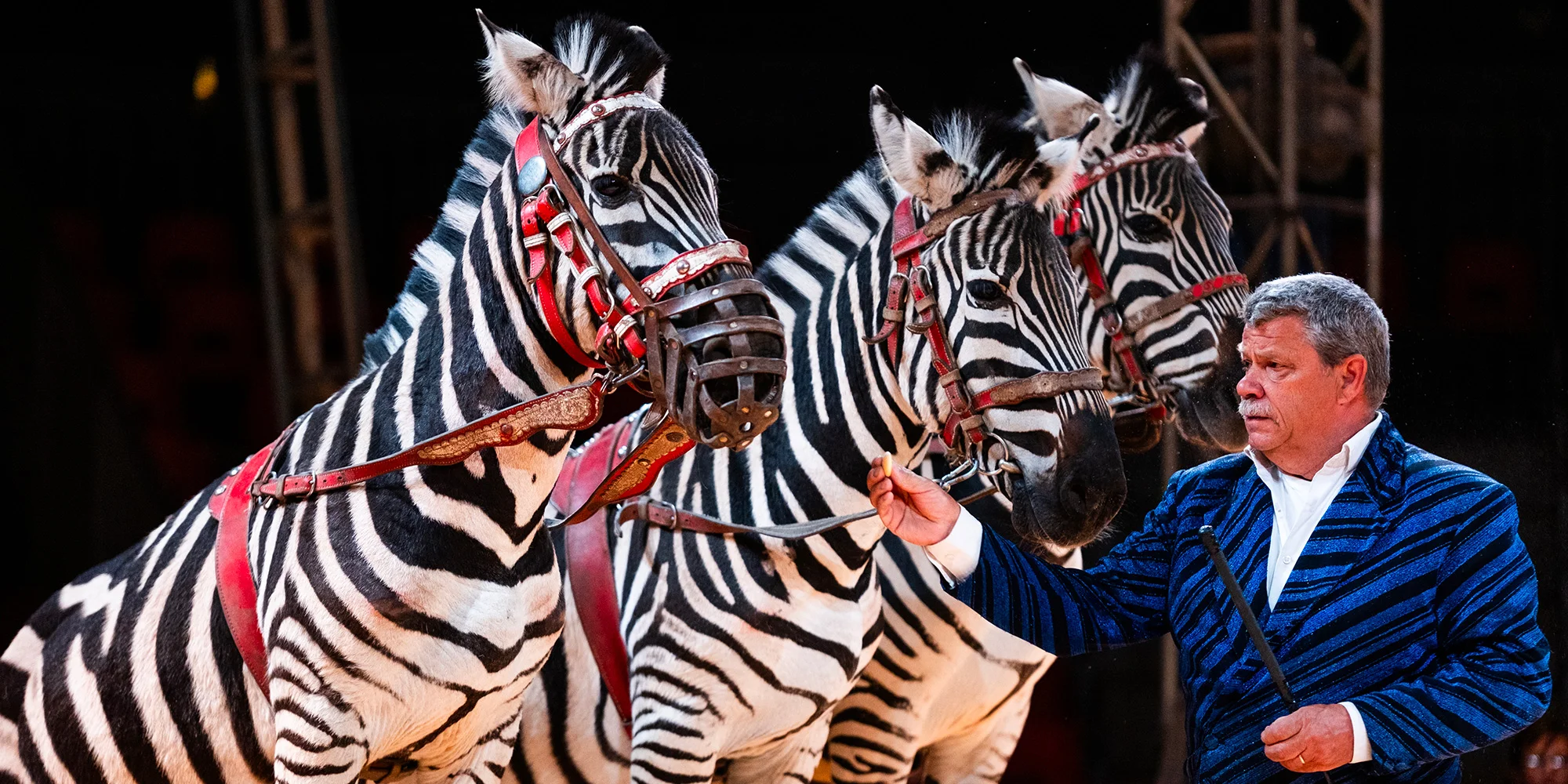 Hurá do Cirkusu Humberto na zbrusu novou show: akrobati, klauni i exotická zvířata v Náchodě
