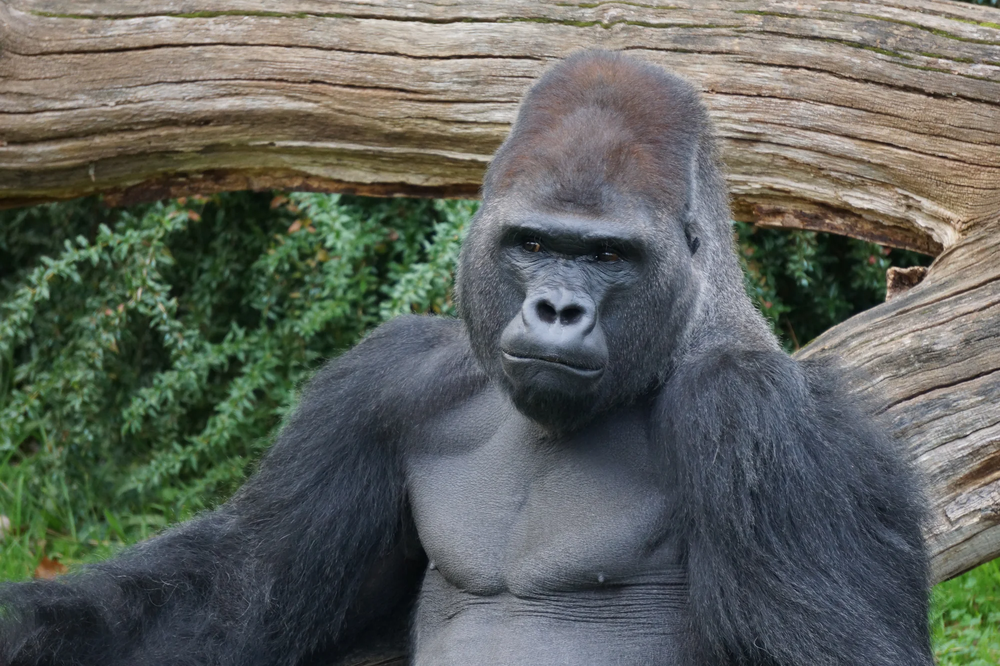 Jednodenní výlet do zoo v Berlíně: v ceně doprava, vstup do zoo i akvária