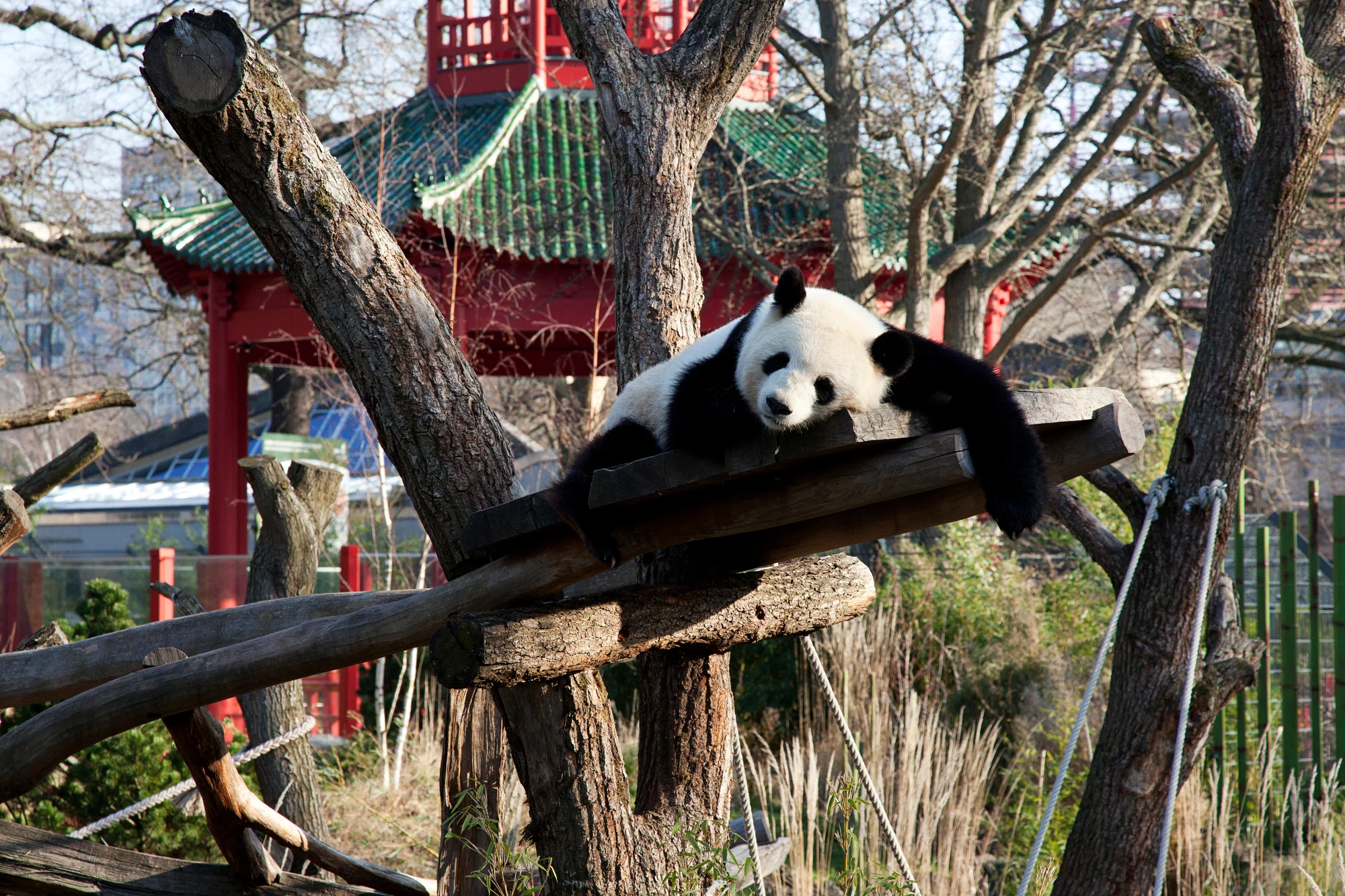 Jednodenní výlet do zoo v Berlíně: v ceně doprava, vstup do zoo i akvária