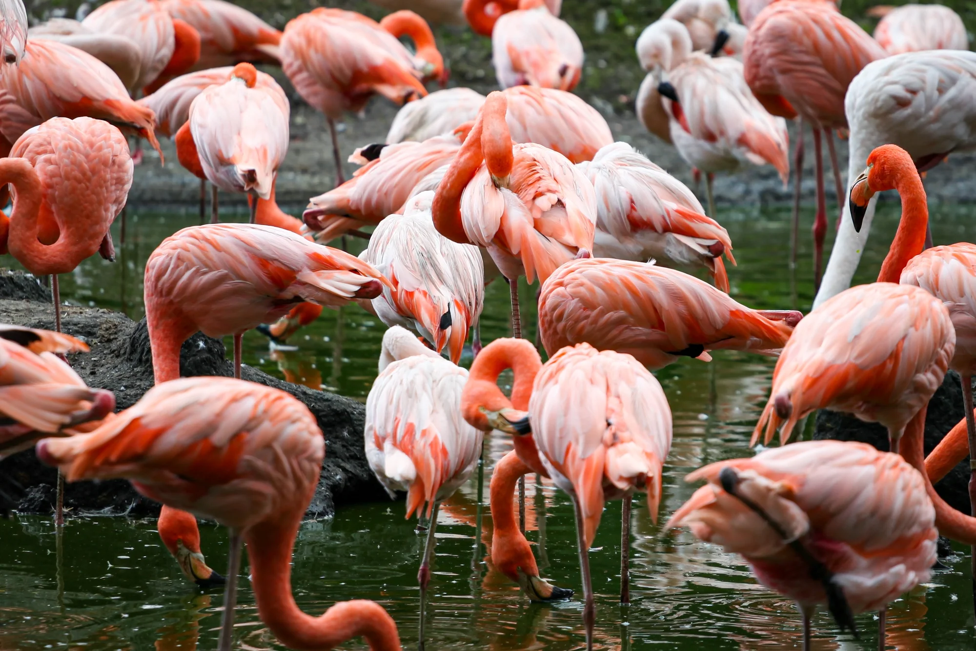 Jednodenní výlet do zoo v Berlíně: v ceně doprava, vstup do zoo i akvária