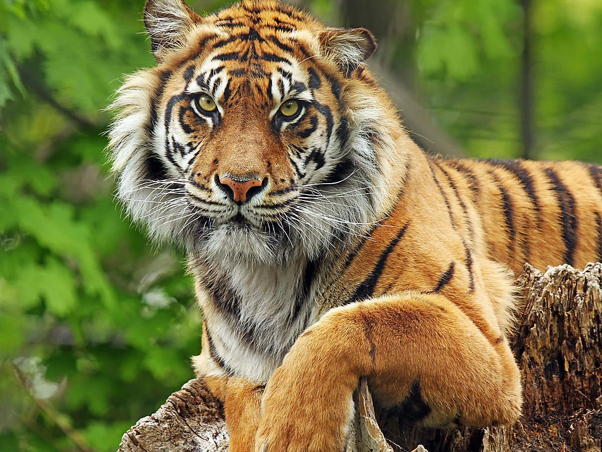 Jednodenní výlet do zoo v Berlíně: v ceně doprava, vstup do zoo i akvária