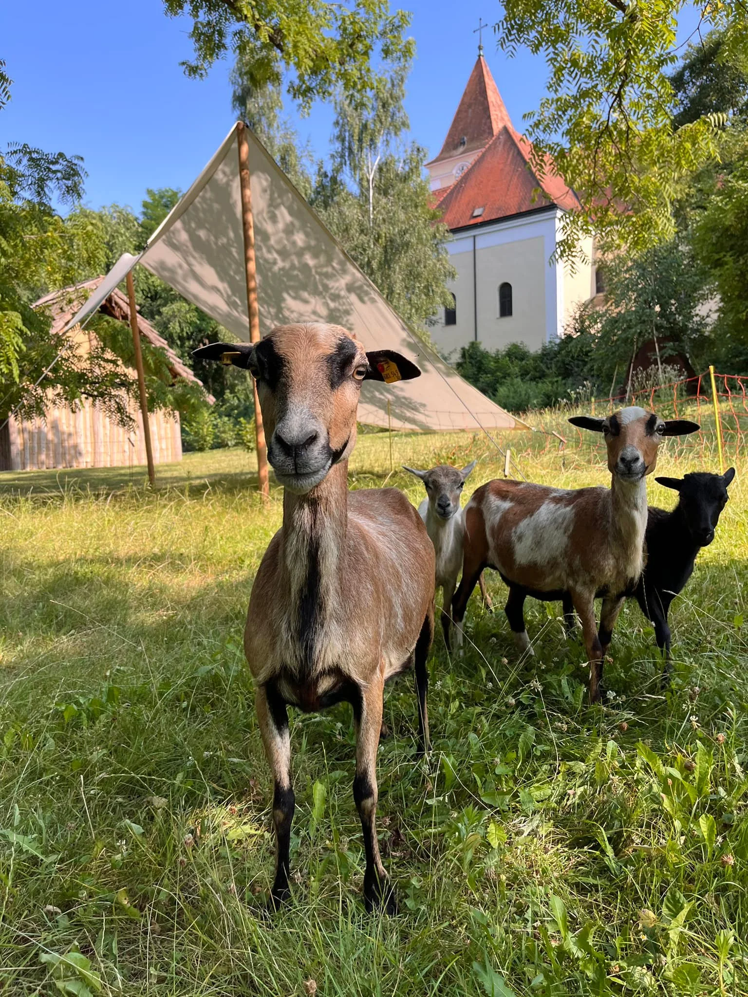 Od pravěku po středověk: skanzen a muzeum v Dolním Rakousku, program i v češtině, expozice o době ledové