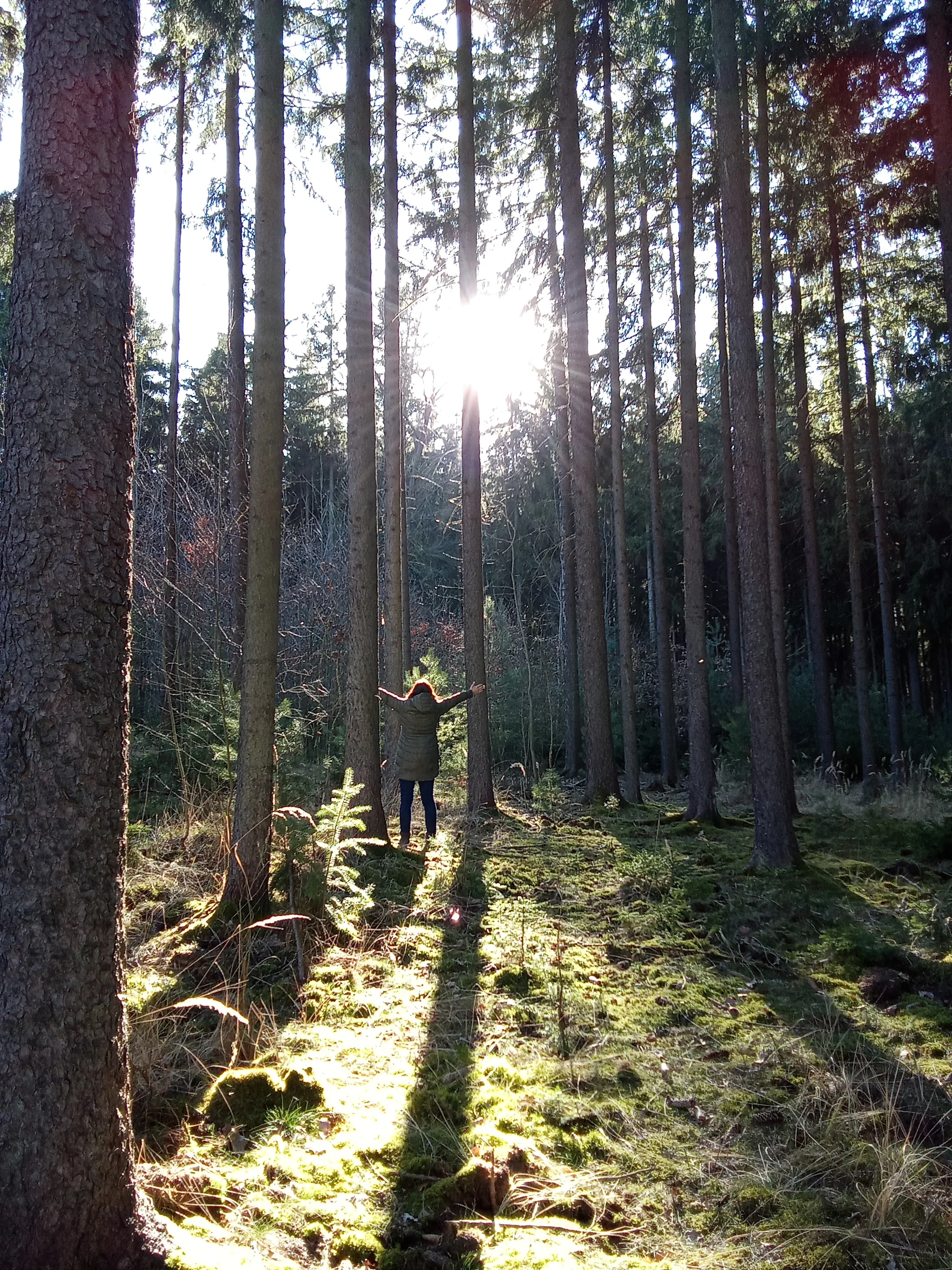 Dvouhodinová lesní terapie pro jednotlivce, pár i celou skupinu: mindfulness, meditace i vědomé dýchání