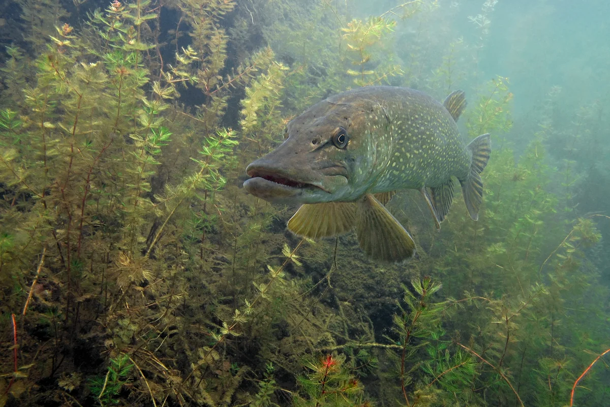 Zkušební ponor s instruktorem v přírodním lomu Rumchalpa