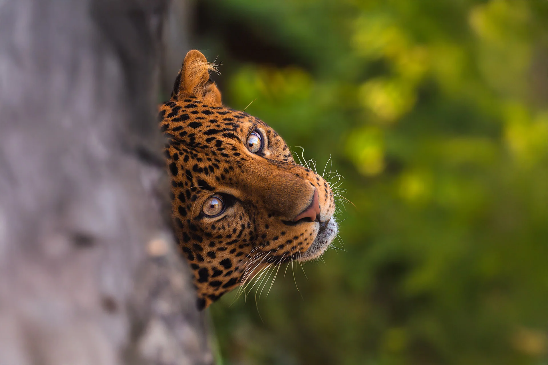 6hodinový fotografický kurz v českých zoo s profíkem Patrikem Staňkem